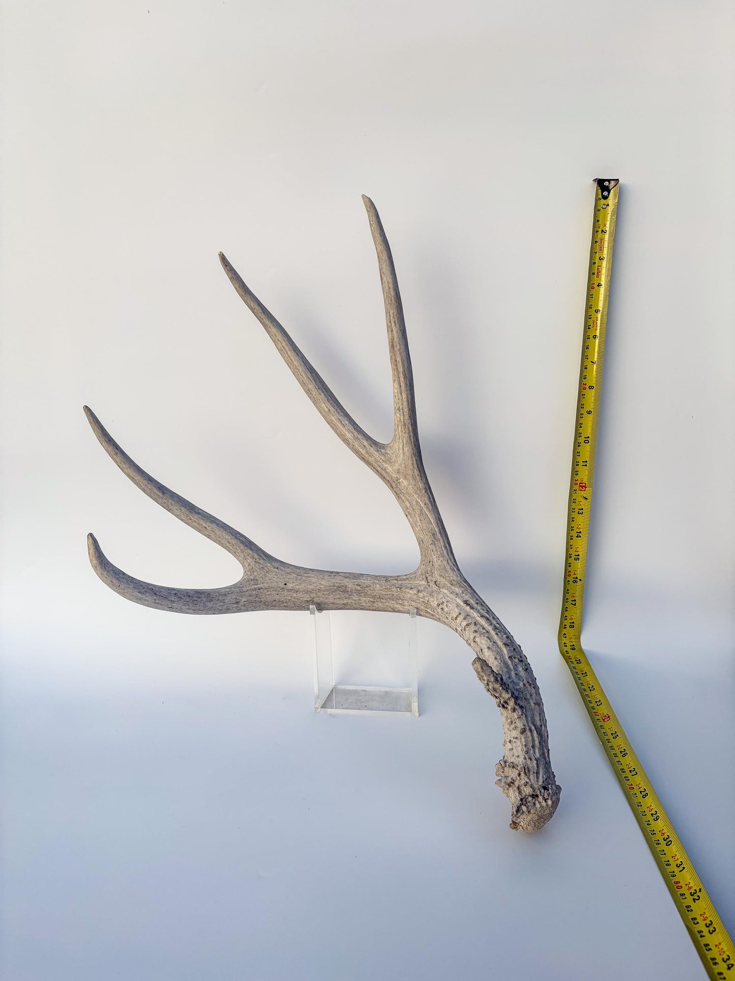 Mule deer antler. Large deep forked antler ideal for rustic style decor