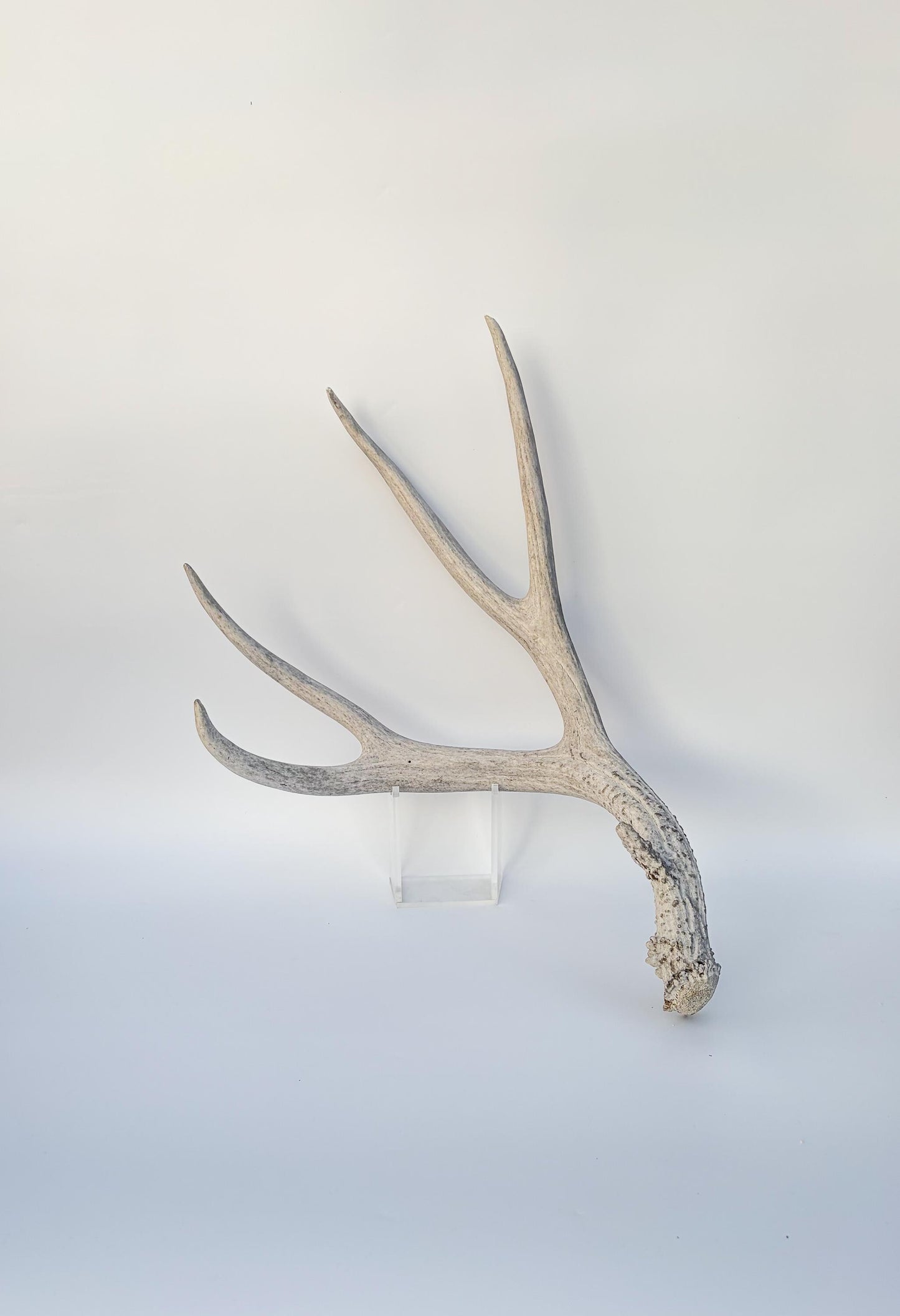 Mule deer antler. Large deep forked antler ideal for rustic style decor
