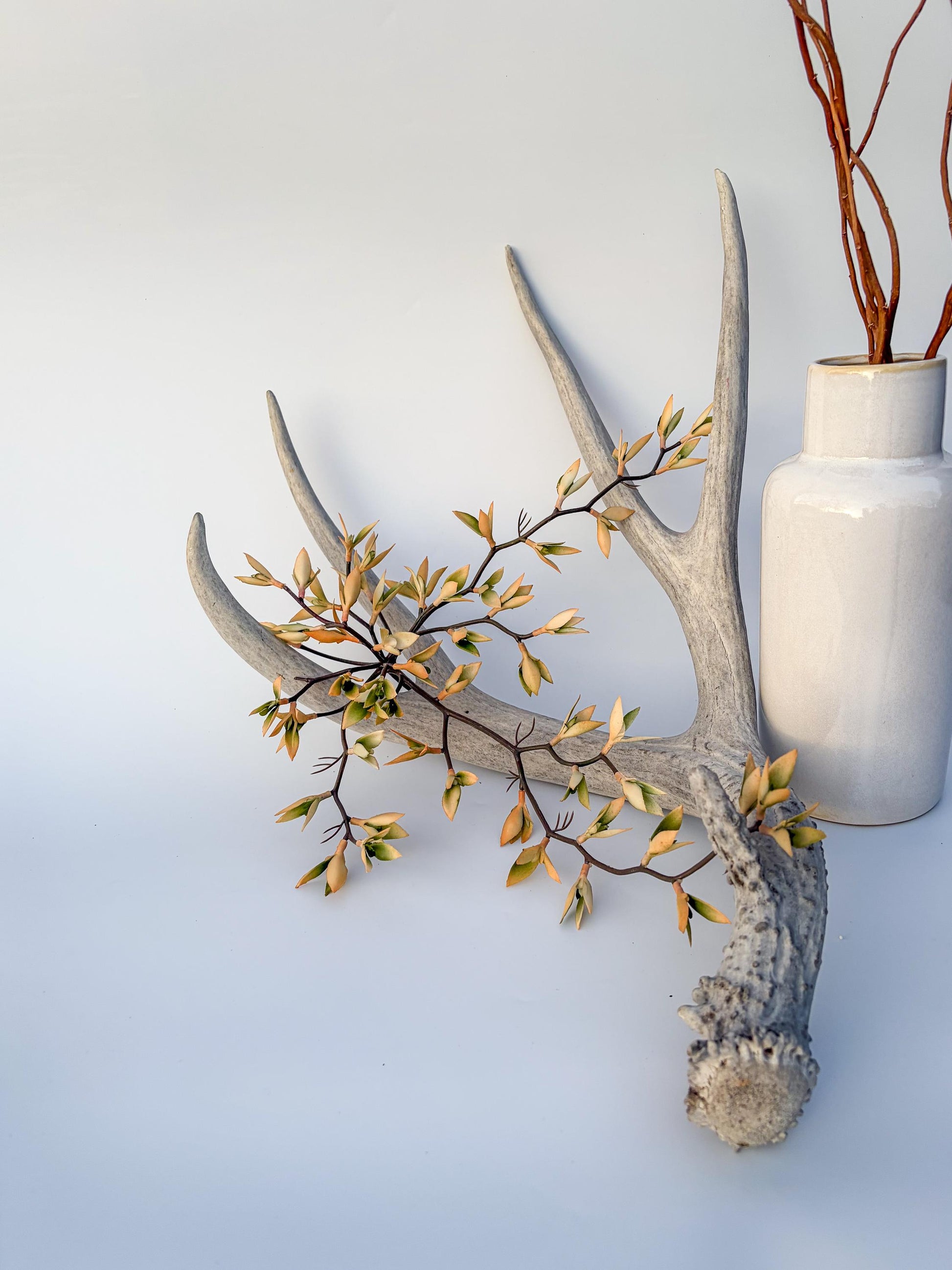 Mule deer antler. Large deep forked antler ideal for rustic style decor