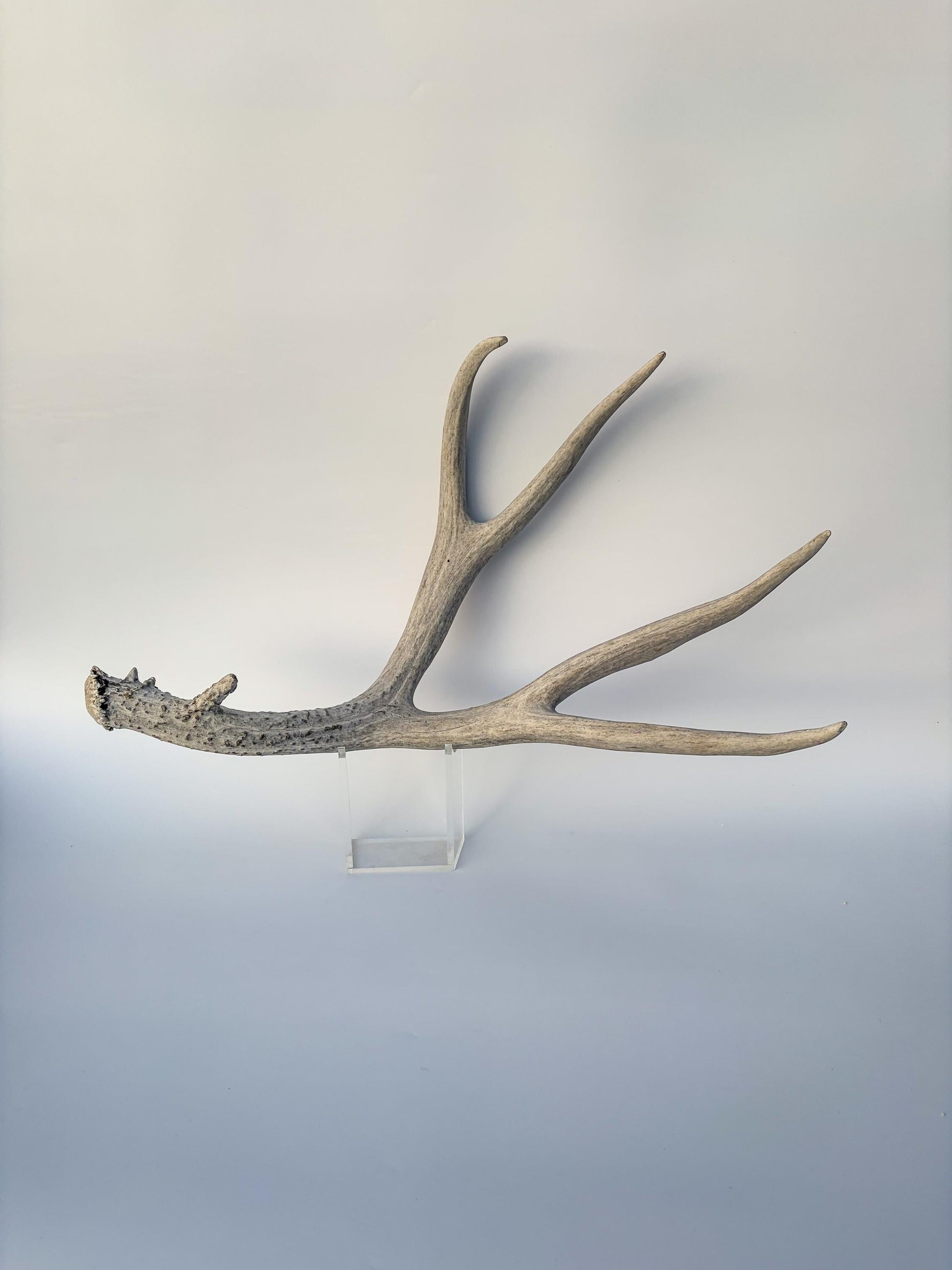 Mule deer antler. Large deep forked antler ideal for rustic style decor