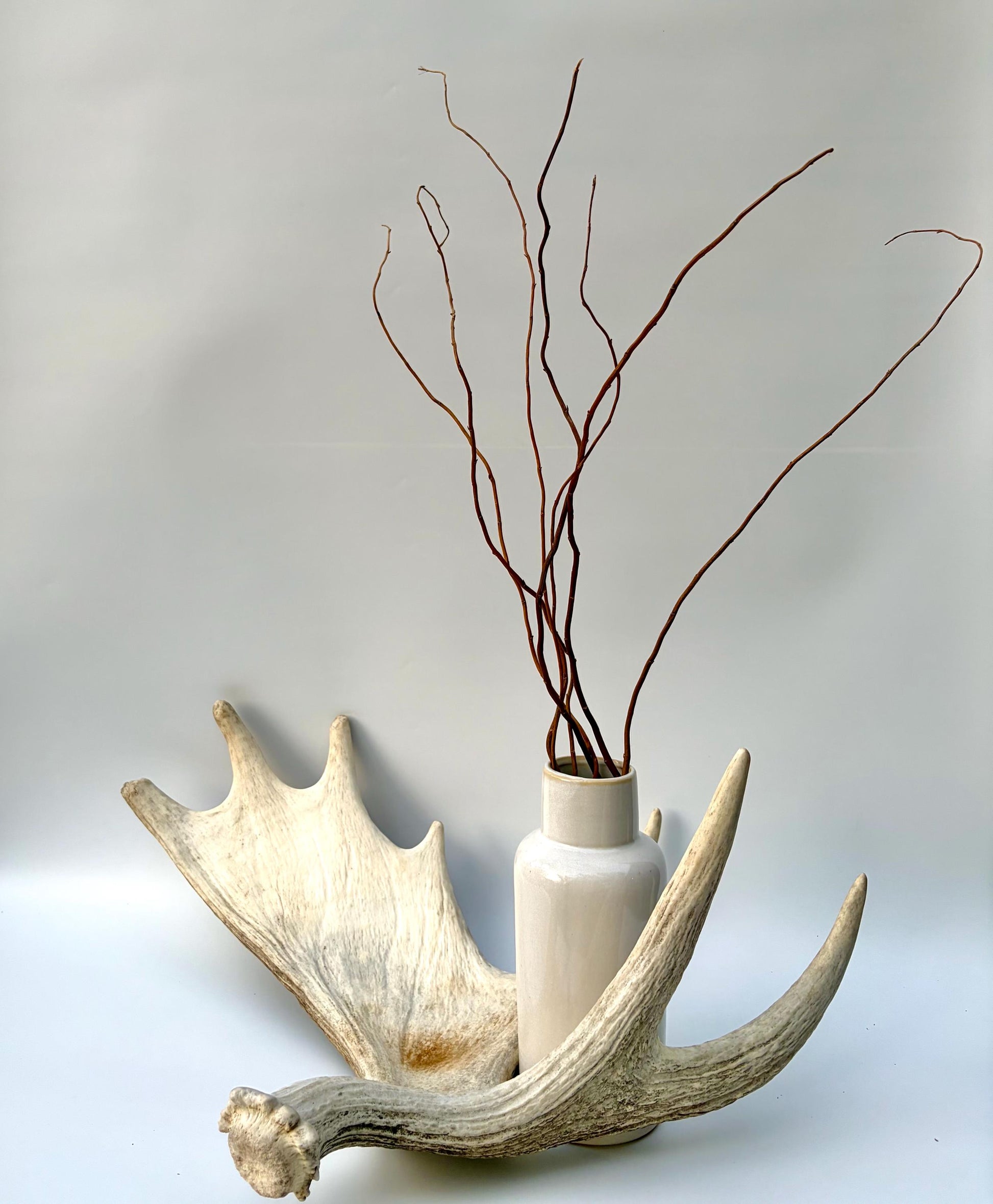 Bull Moose Antler. Antler for Crafting, Decor, Interior Design, and more!