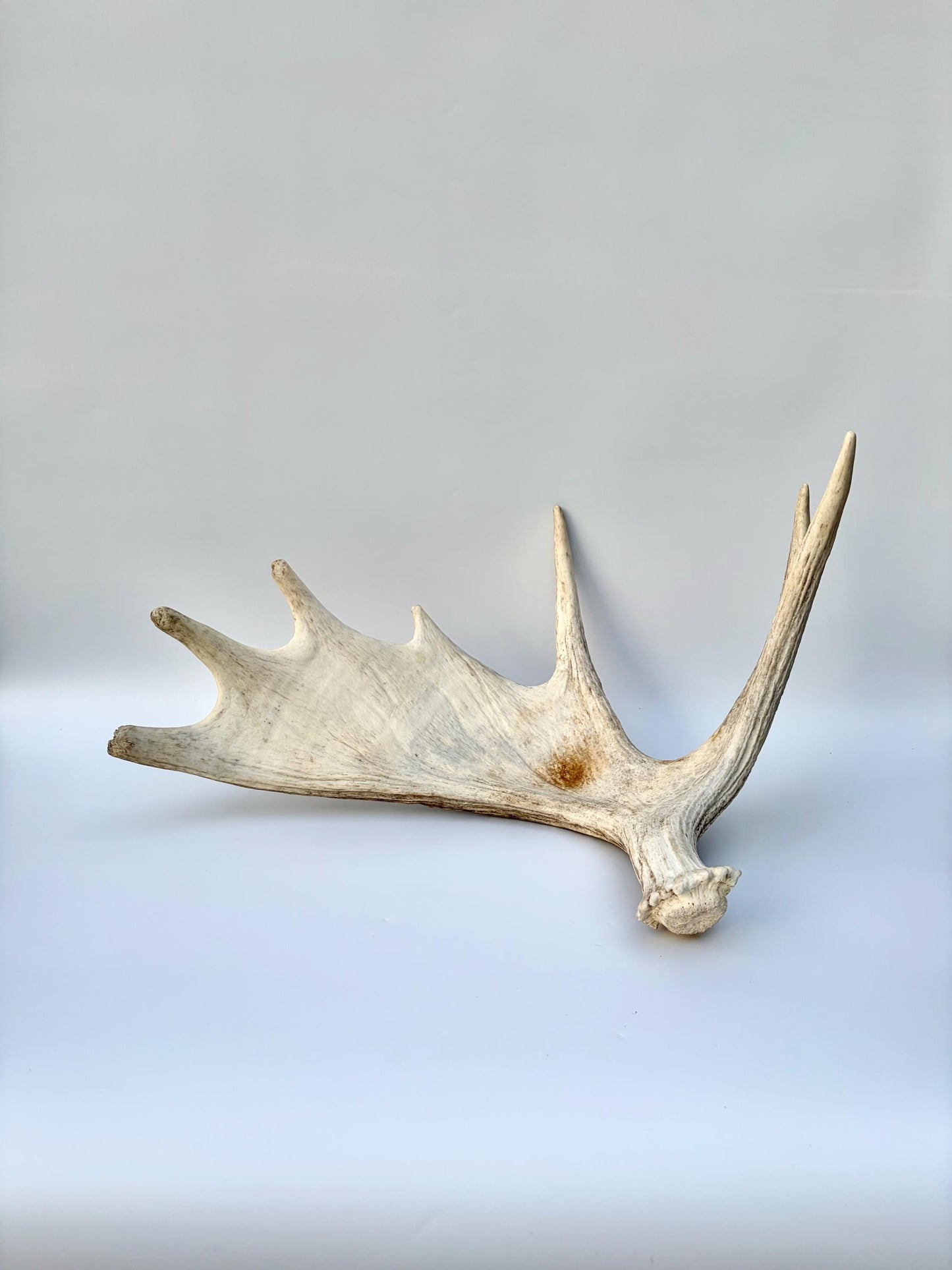 Bull Moose Antler. Antler for Crafting, Decor, Interior Design, and more!
