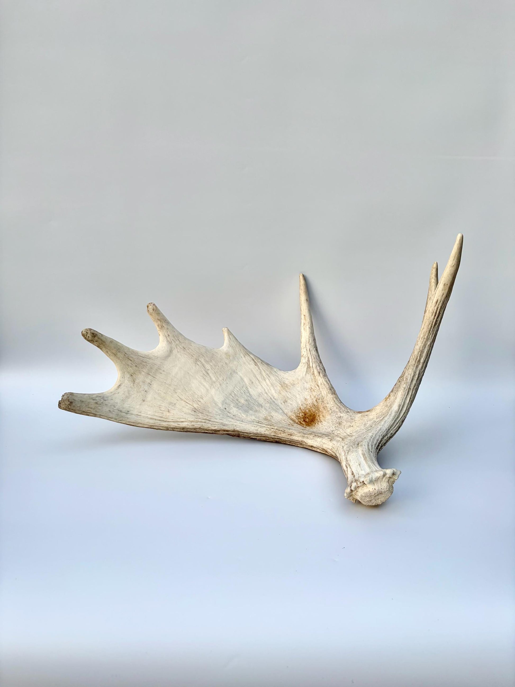 Bull Moose Antler. Antler for Crafting, Decor, Interior Design, and more!