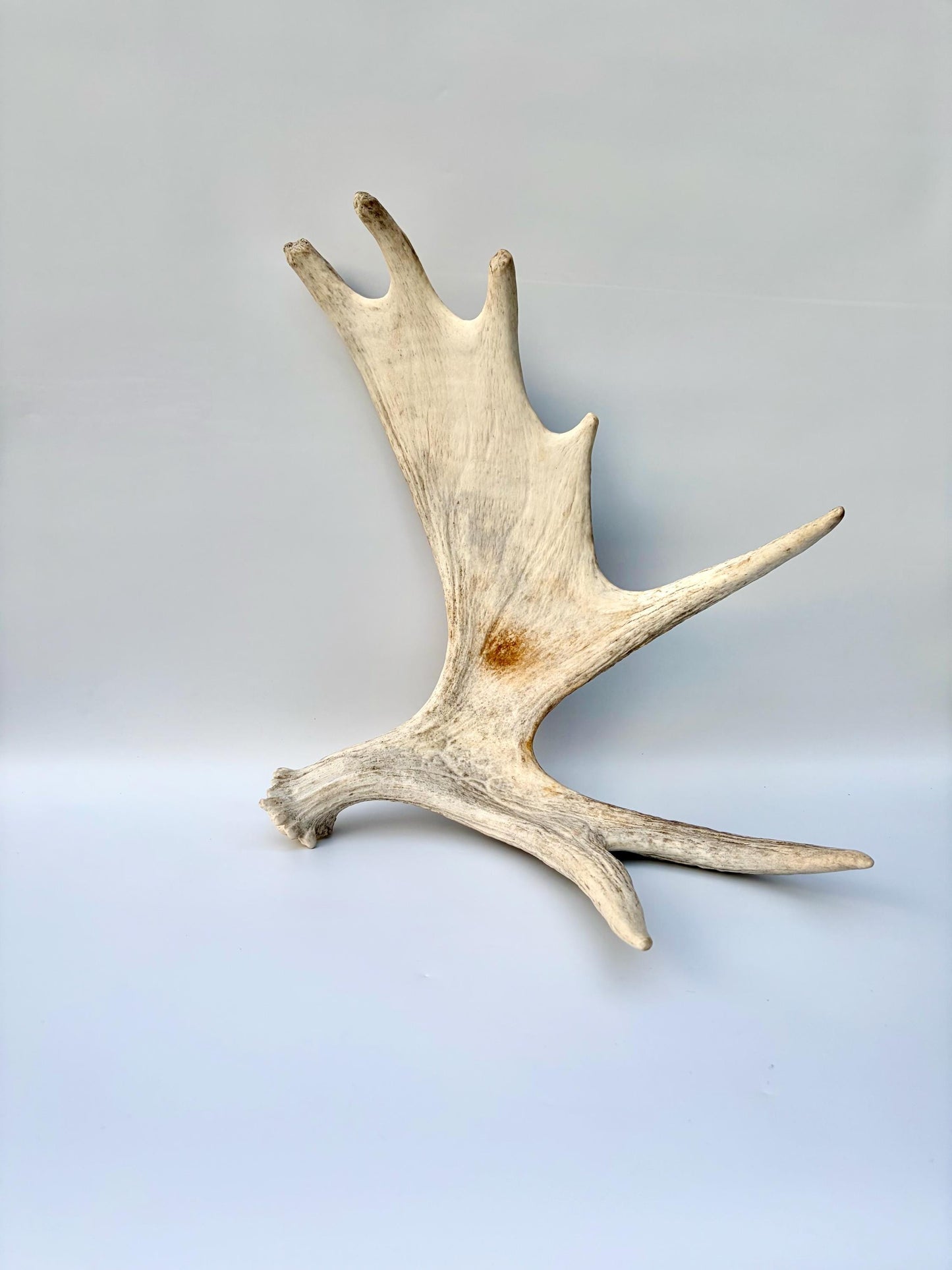 Bull Moose Antler. Antler for Crafting, Decor, Interior Design, and more!