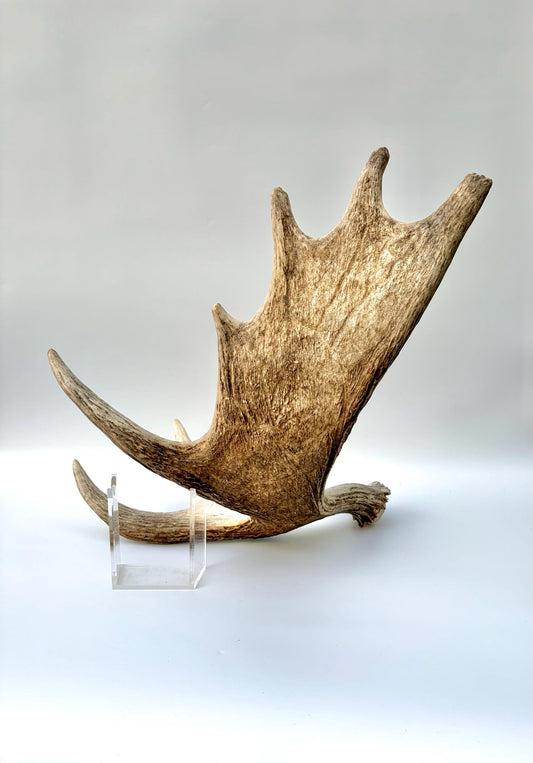 Bull Moose Antler. Antler for Crafting, Decor, Interior Design, and more!