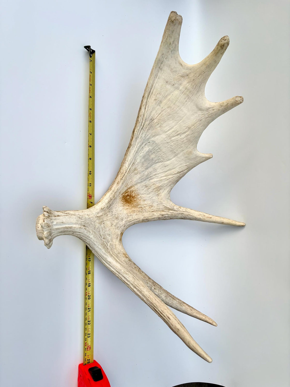 Bull Moose Antler. Antler for Crafting, Decor, Interior Design, and more!