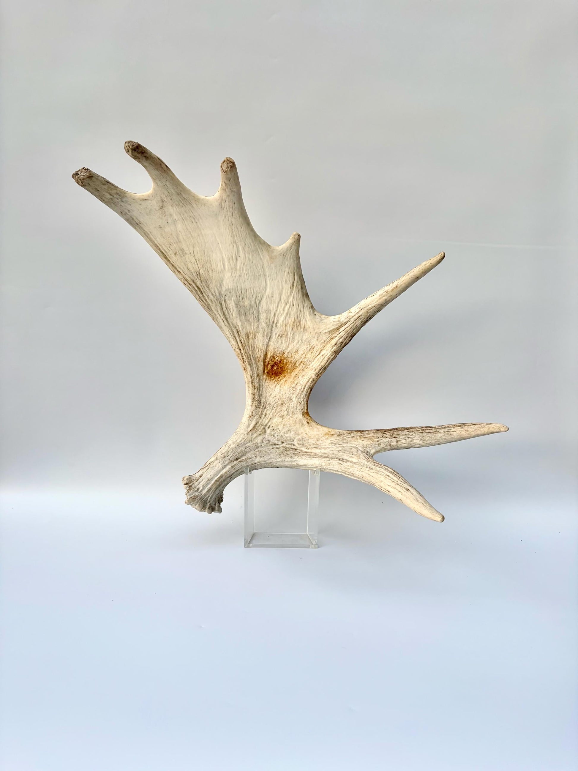 Bull Moose Antler. Antler for Crafting, Decor, Interior Design, and more!
