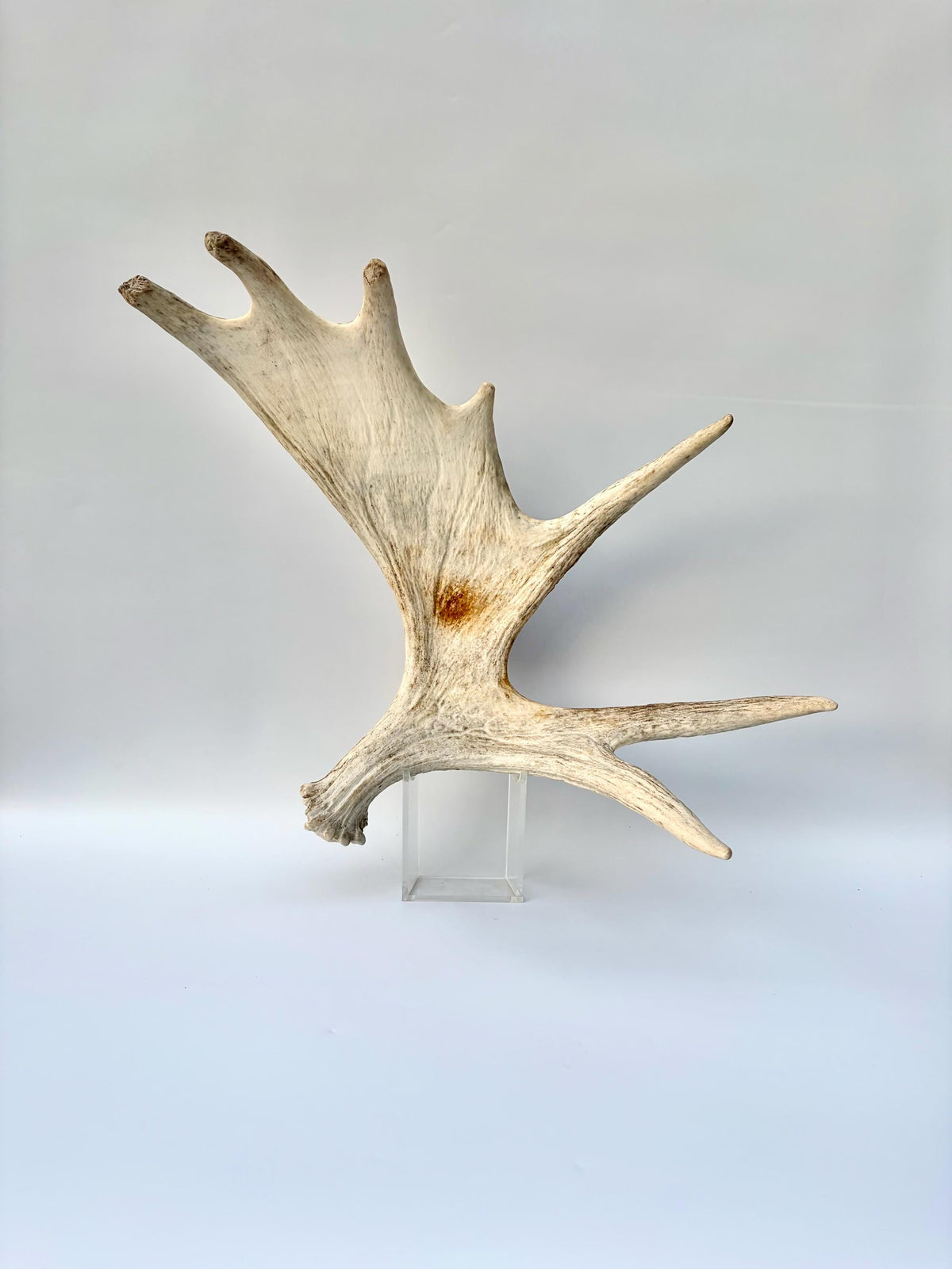 Bull Moose Antler. Antler for Crafting, Decor, Interior Design, and more!
