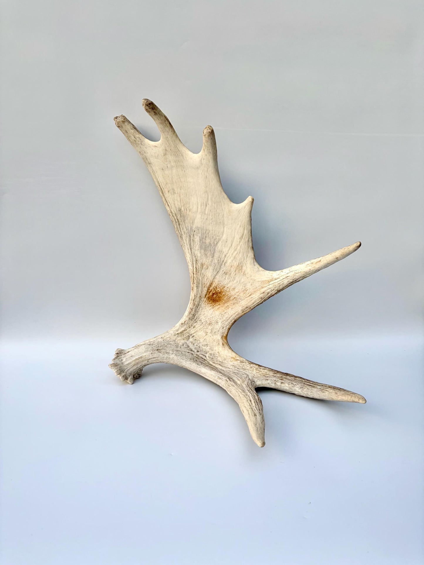 Bull Moose Antler. Antler for Crafting, Decor, Interior Design, and more!