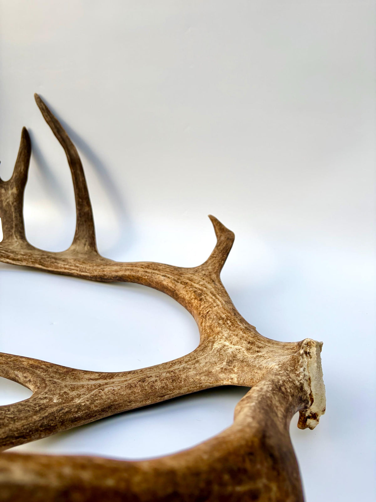 Shed Reindeer Antler. Interior Decor & Design Piece. Naturally Shed Caribou Antler