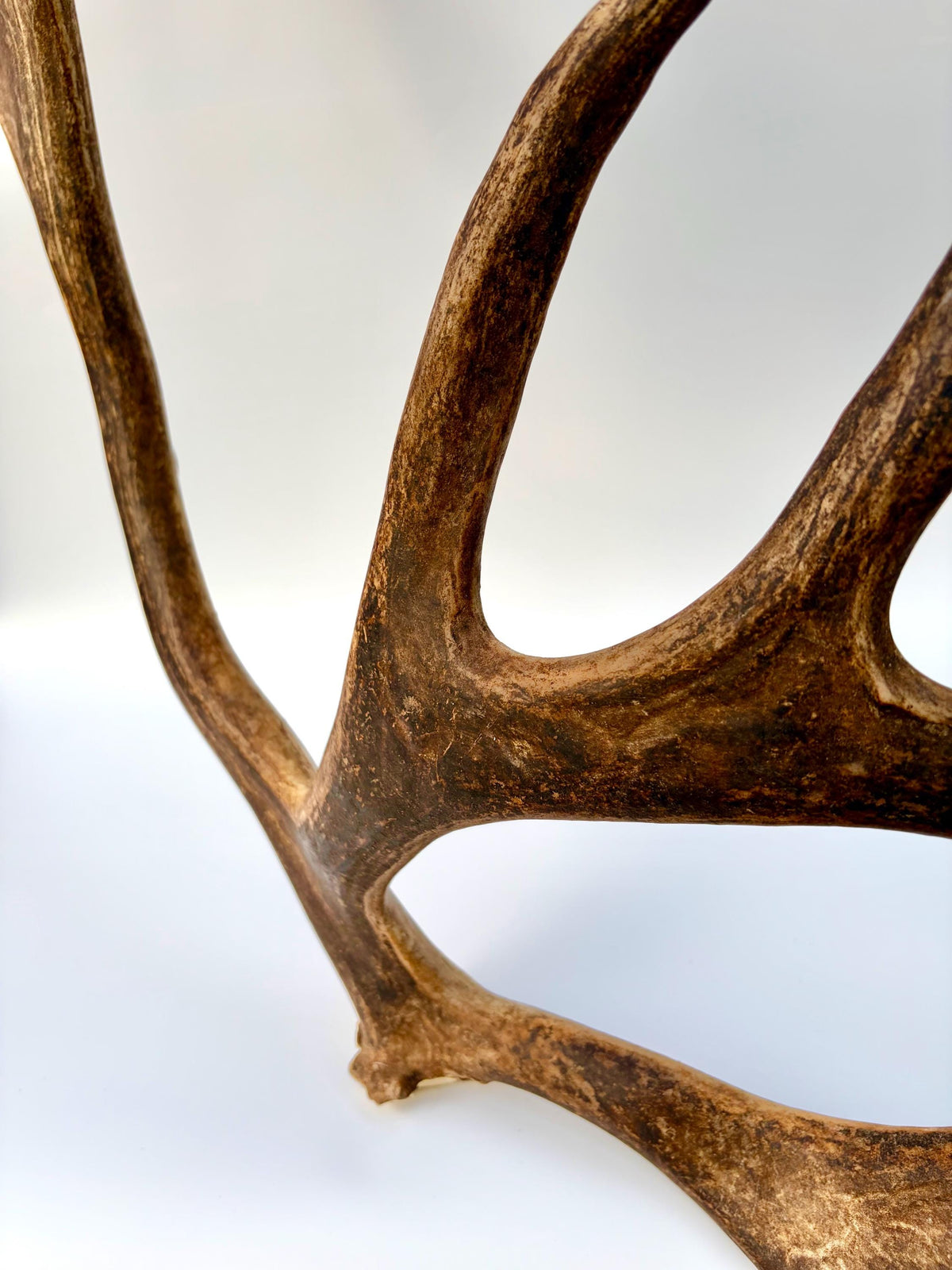 Shed Reindeer Antler. Interior Decor & Design Piece. Naturally Shed Caribou Antler