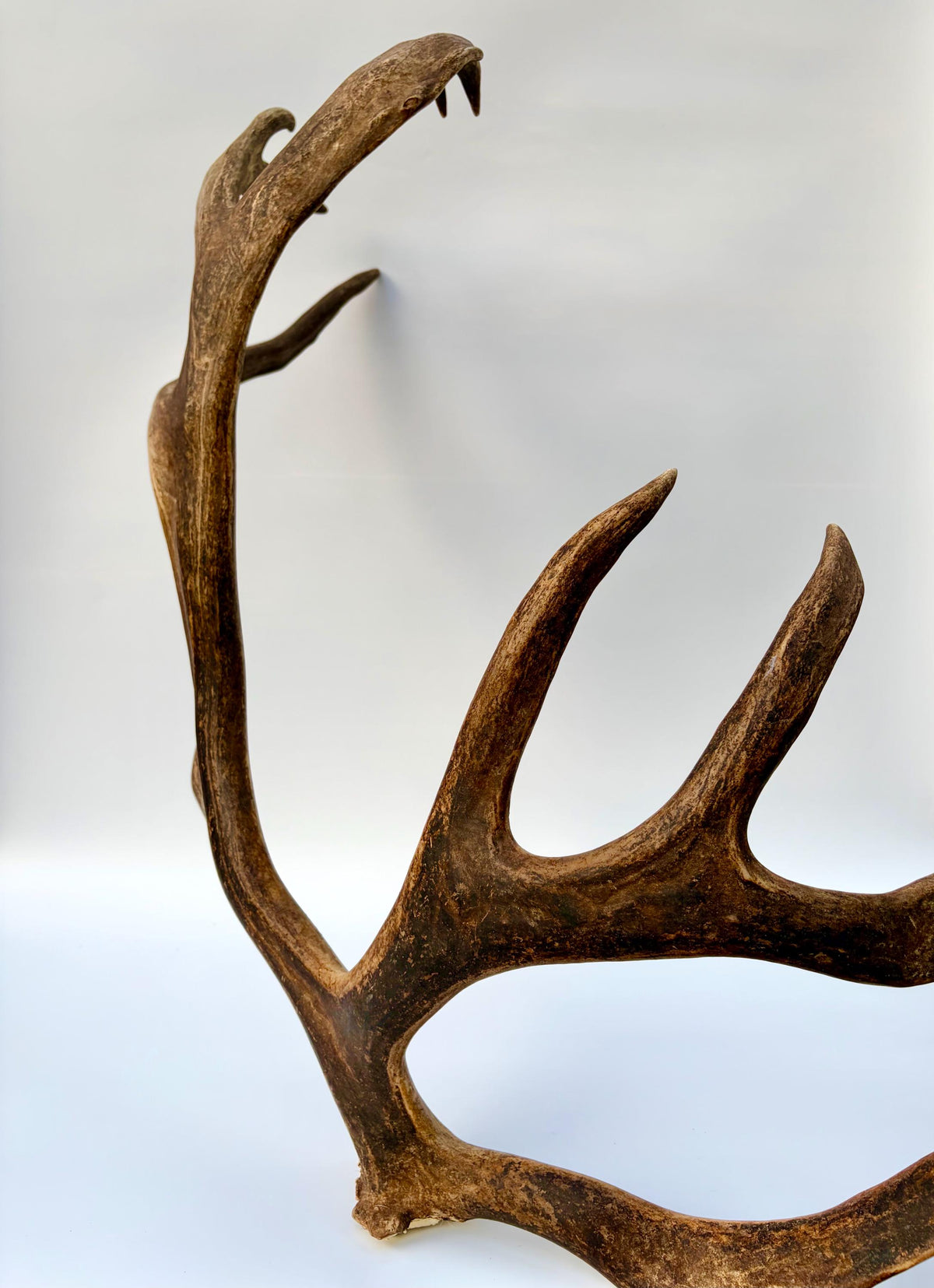 Shed Reindeer Antler. Interior Decor & Design Piece. Naturally Shed Caribou Antler