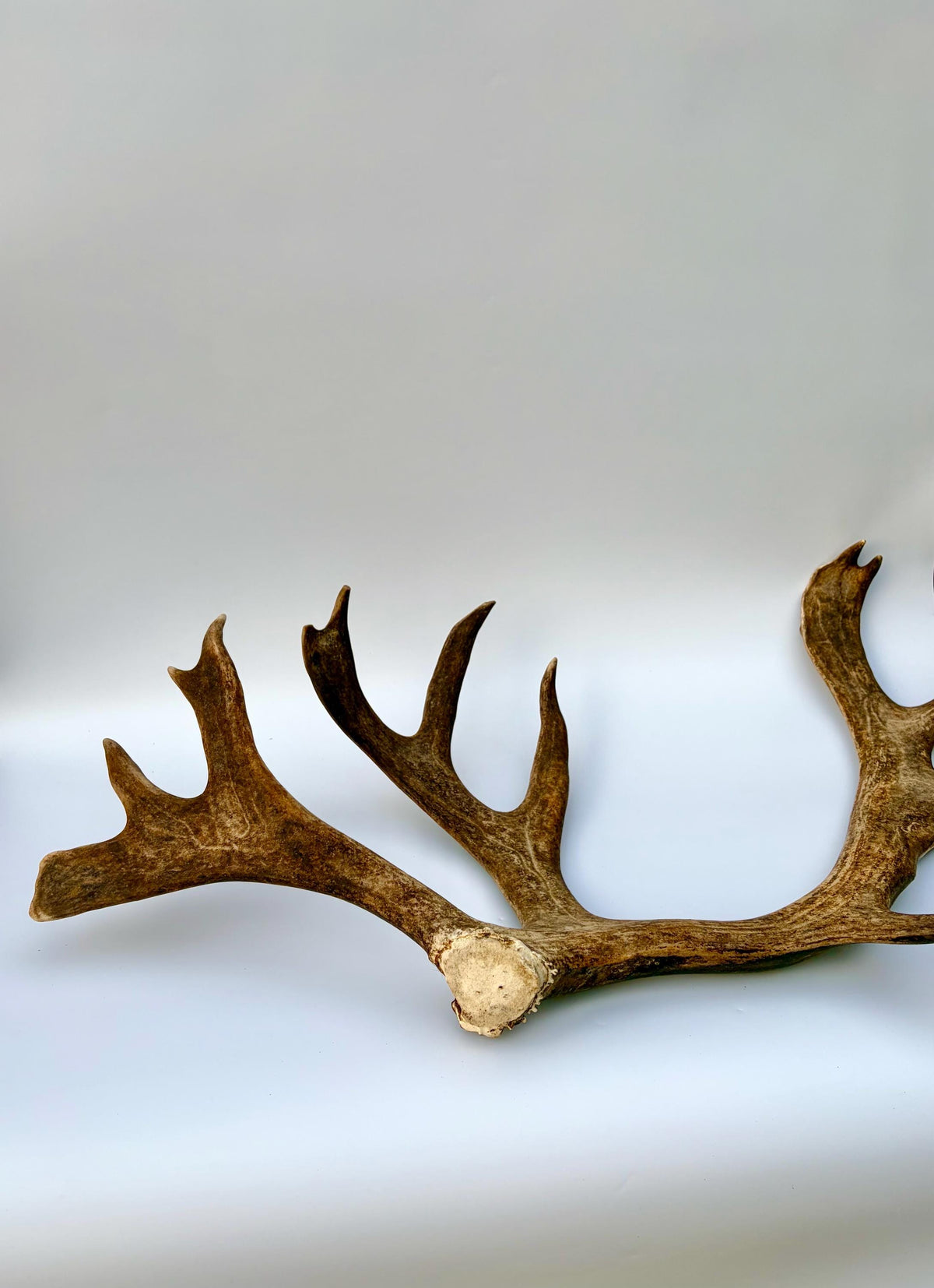 Shed Reindeer Antler. Interior Decor & Design Piece. Naturally Shed Caribou Antler