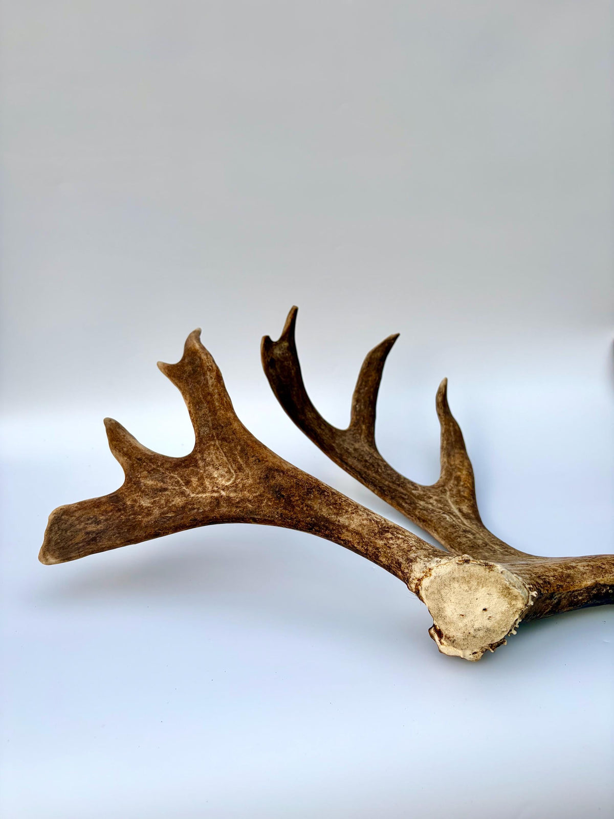 Shed Reindeer Antler. Interior Decor & Design Piece. Naturally Shed Caribou Antler