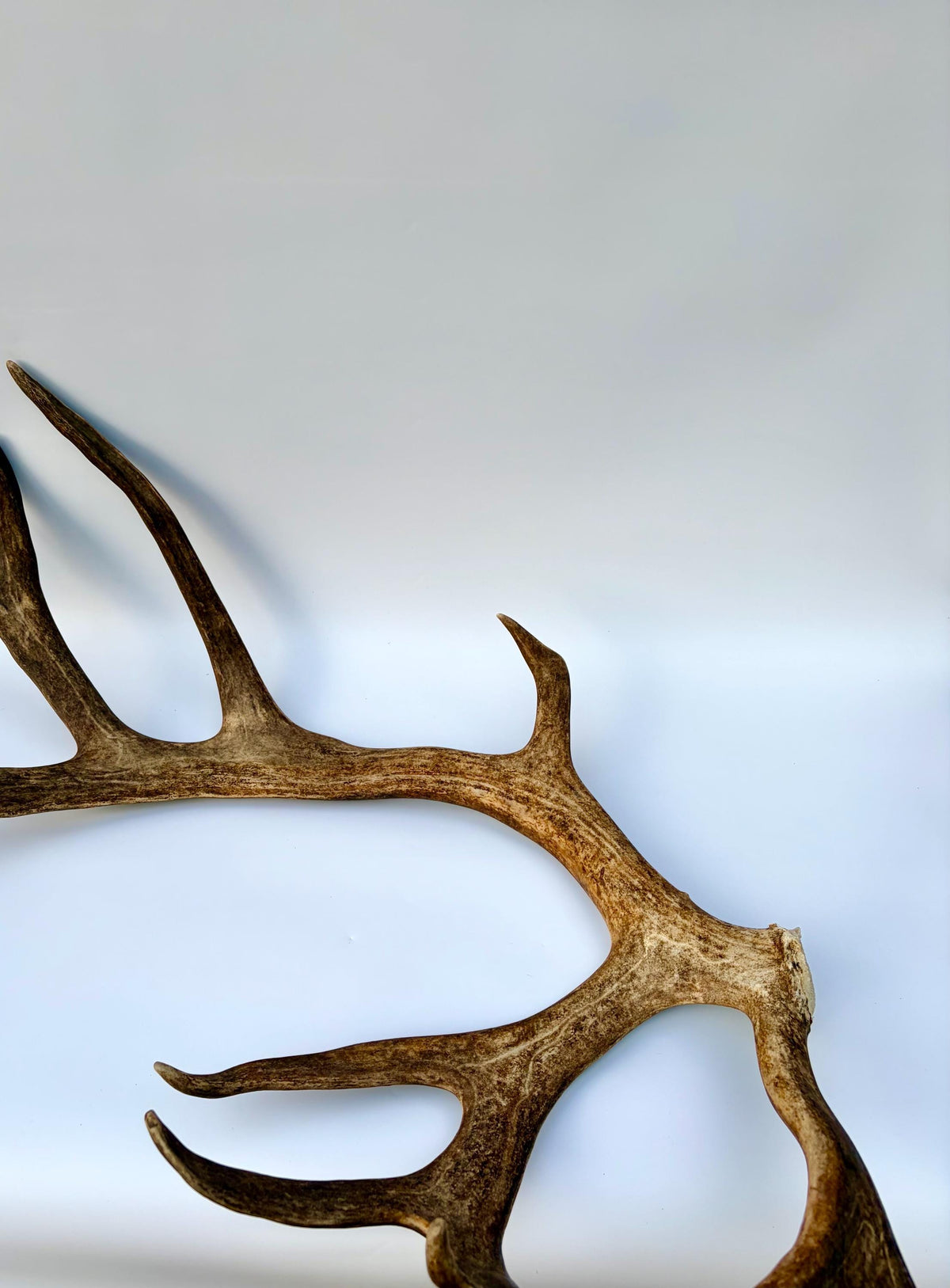 Shed Reindeer Antler. Interior Decor & Design Piece. Naturally Shed Caribou Antler