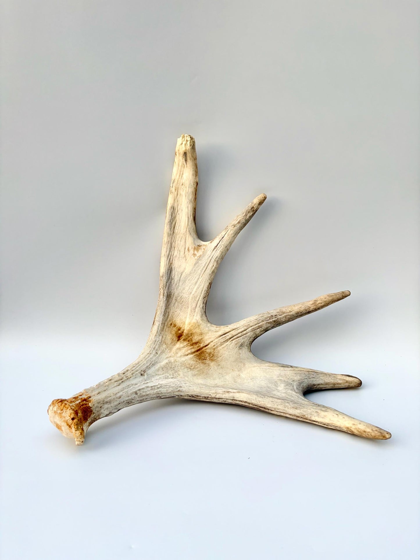 Moose Antler. Antler for Crafting, Decor, Interior Design, and more!