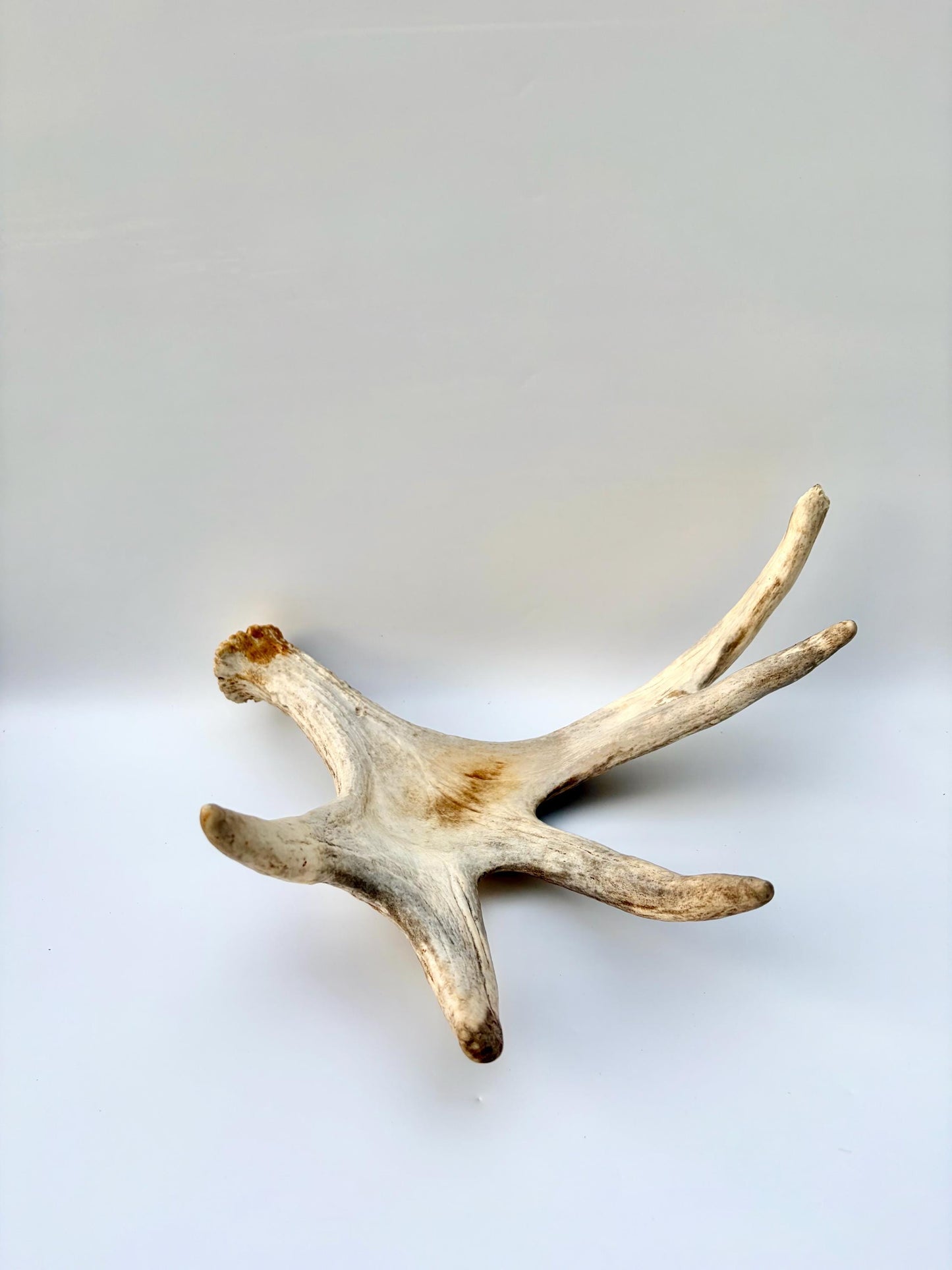 Moose Antler. Antler for Crafting, Decor, Interior Design, and more!