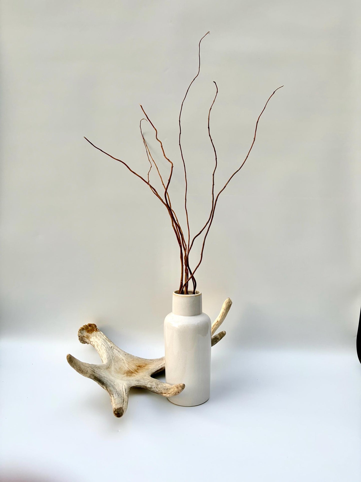 Moose Antler. Antler for Crafting, Decor, Interior Design, and more!