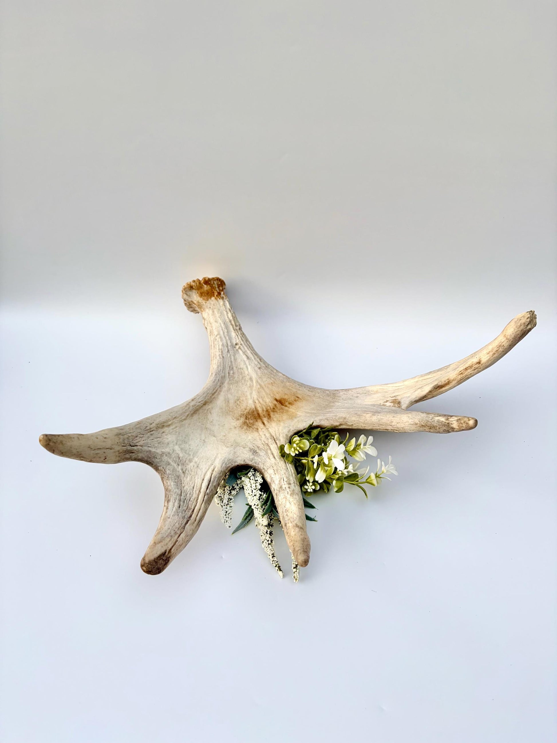 Moose Antler. Antler for Crafting, Decor, Interior Design, and more!