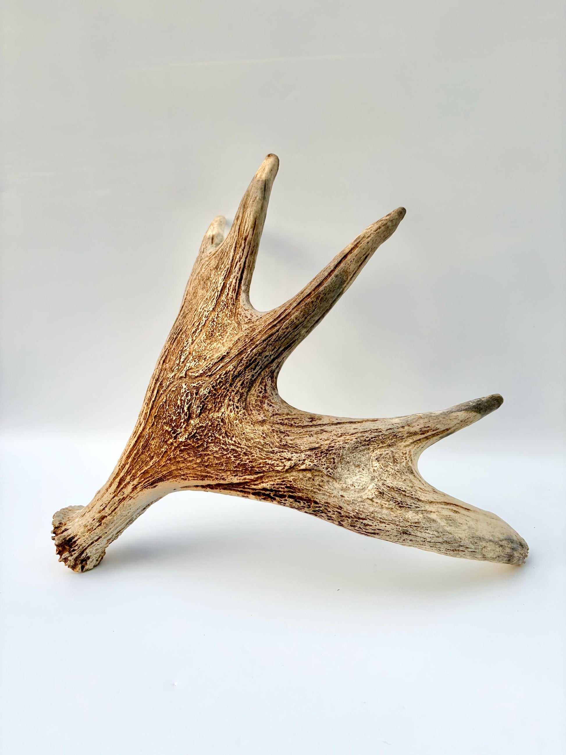 Moose Antler. Antler for Crafting, Decor, Interior Design, and more!