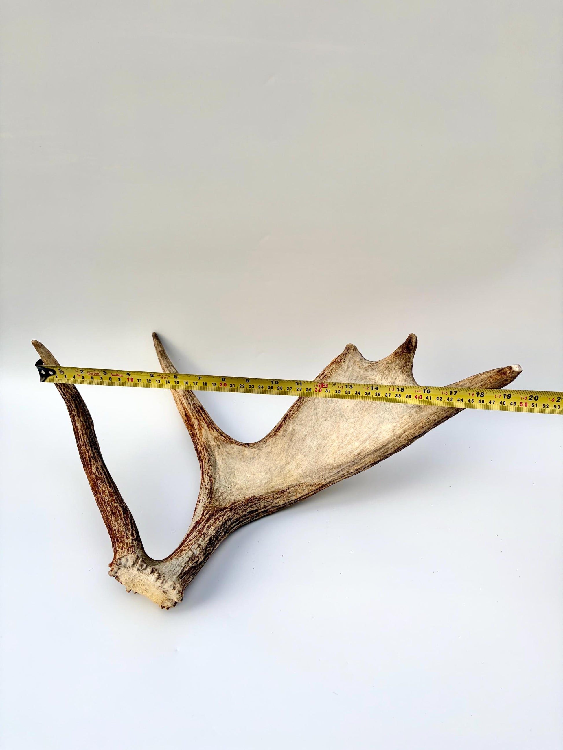 Bull Moose Antler. Medium sized. For crafting, decor and more