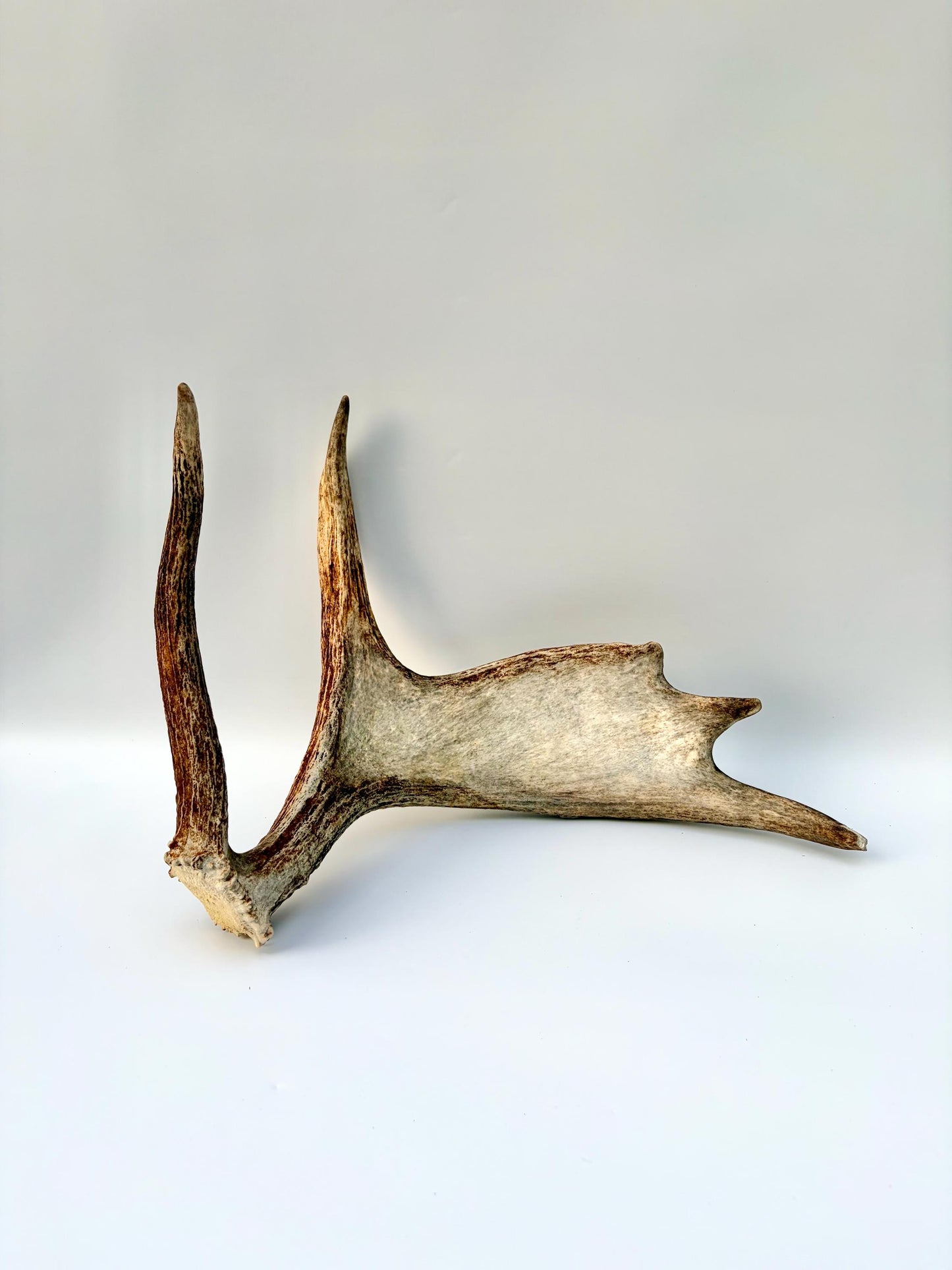 Bull Moose Antler. Medium sized. For crafting, decor and more