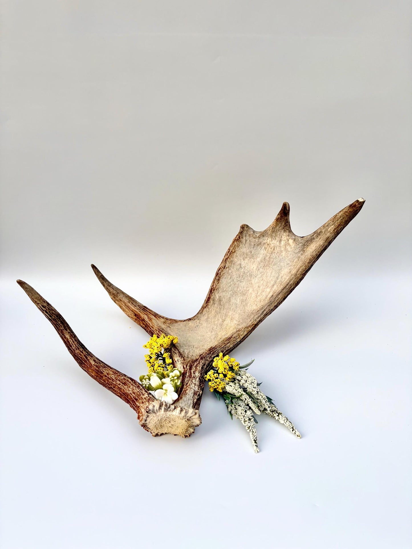Bull Moose Antler. Medium sized. For crafting, decor and more