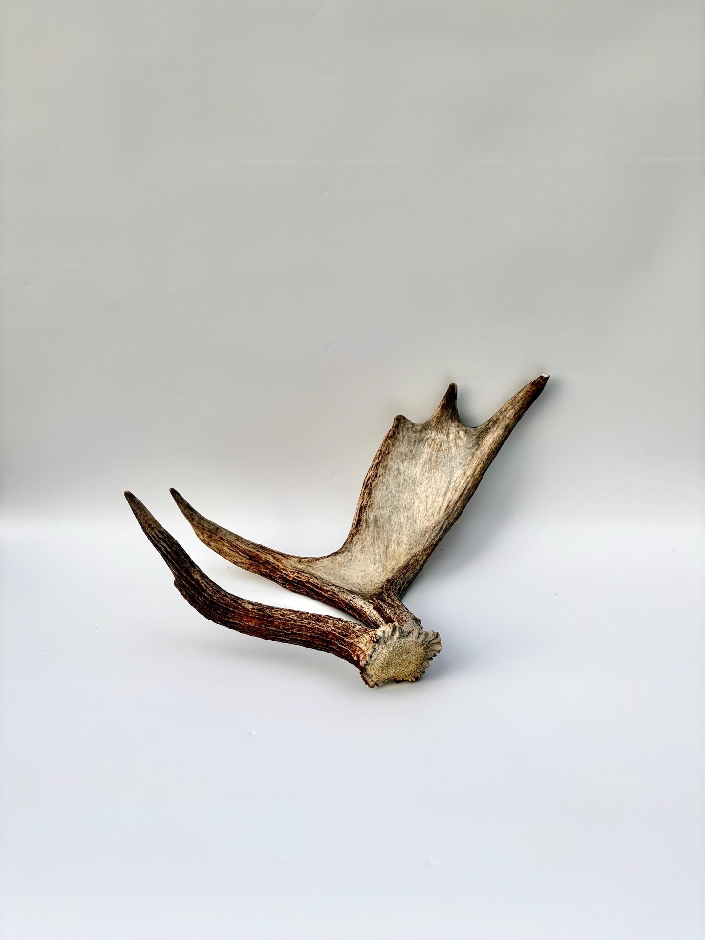 Bull Moose Antler. Medium sized. For crafting, decor and more