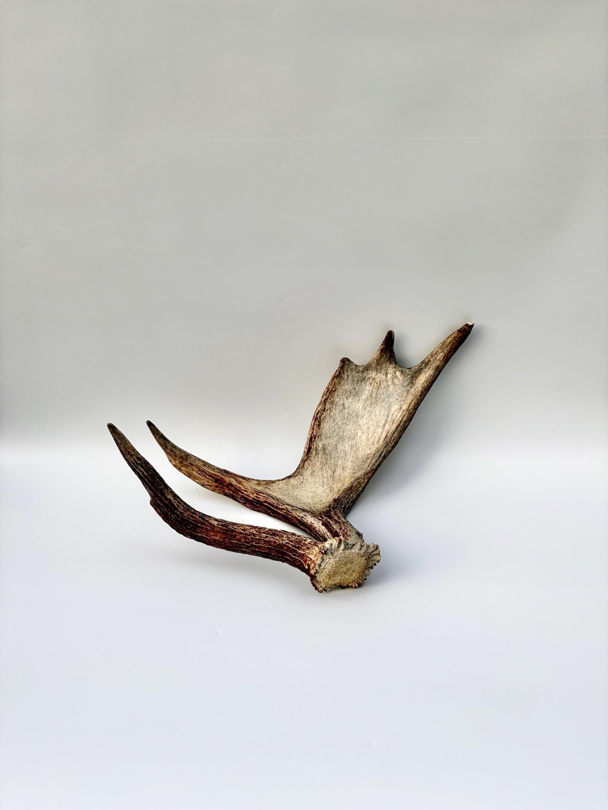Bull Moose Antler. Medium sized. For crafting, decor and more