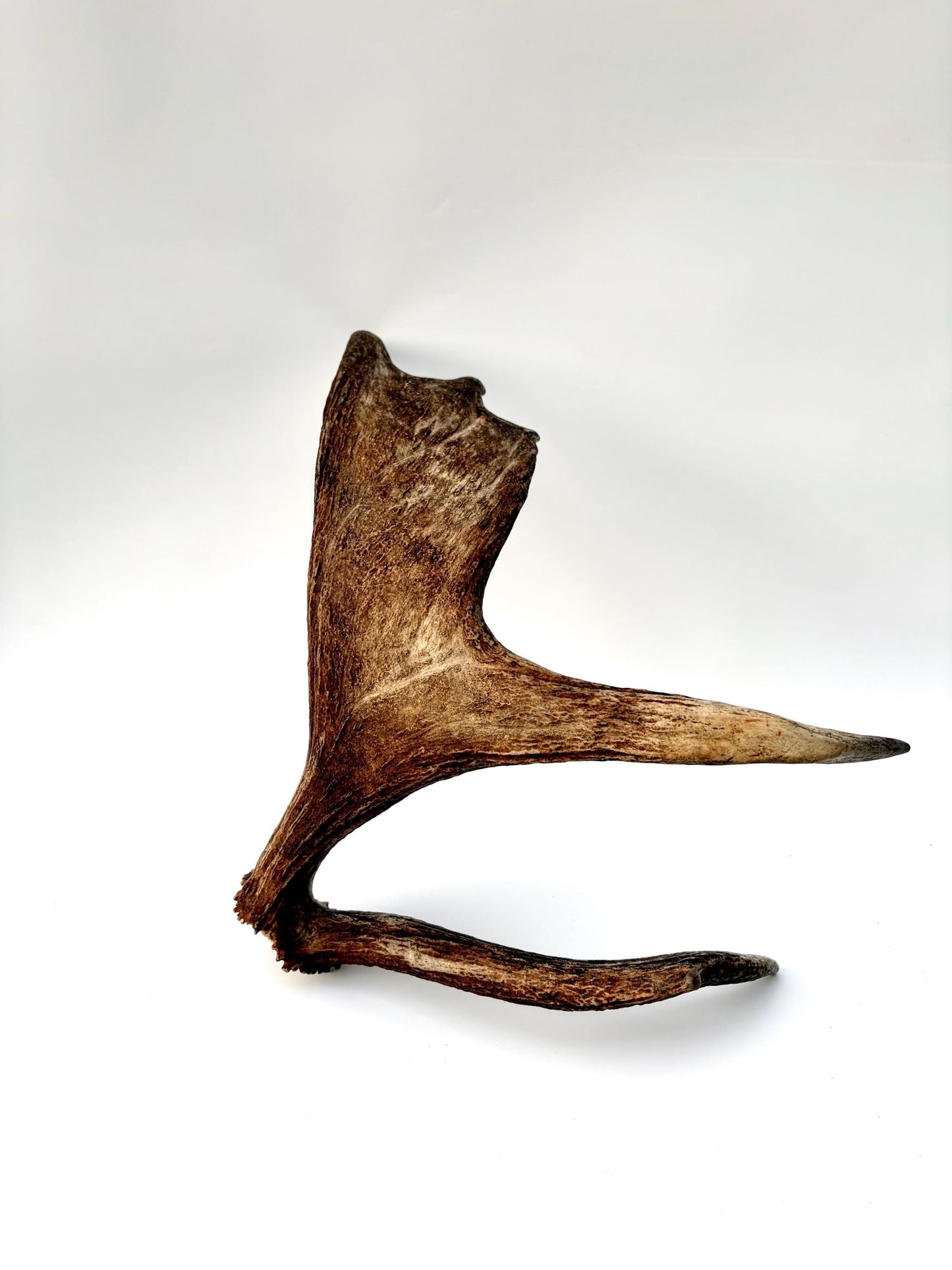 Bull Moose Antler. Medium sized. For crafting, decor and more