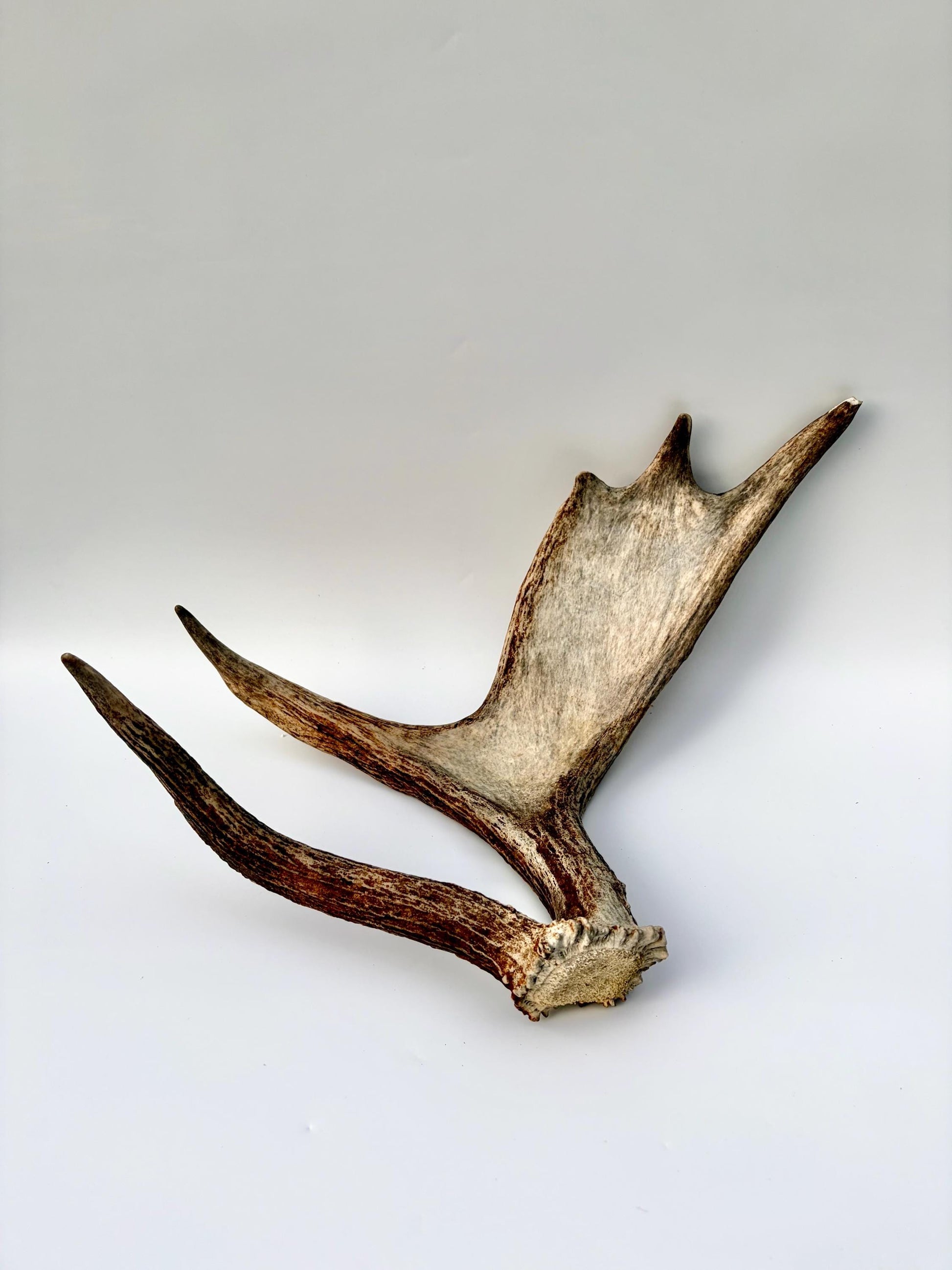 Bull Moose Antler. Medium sized. For crafting, decor and more
