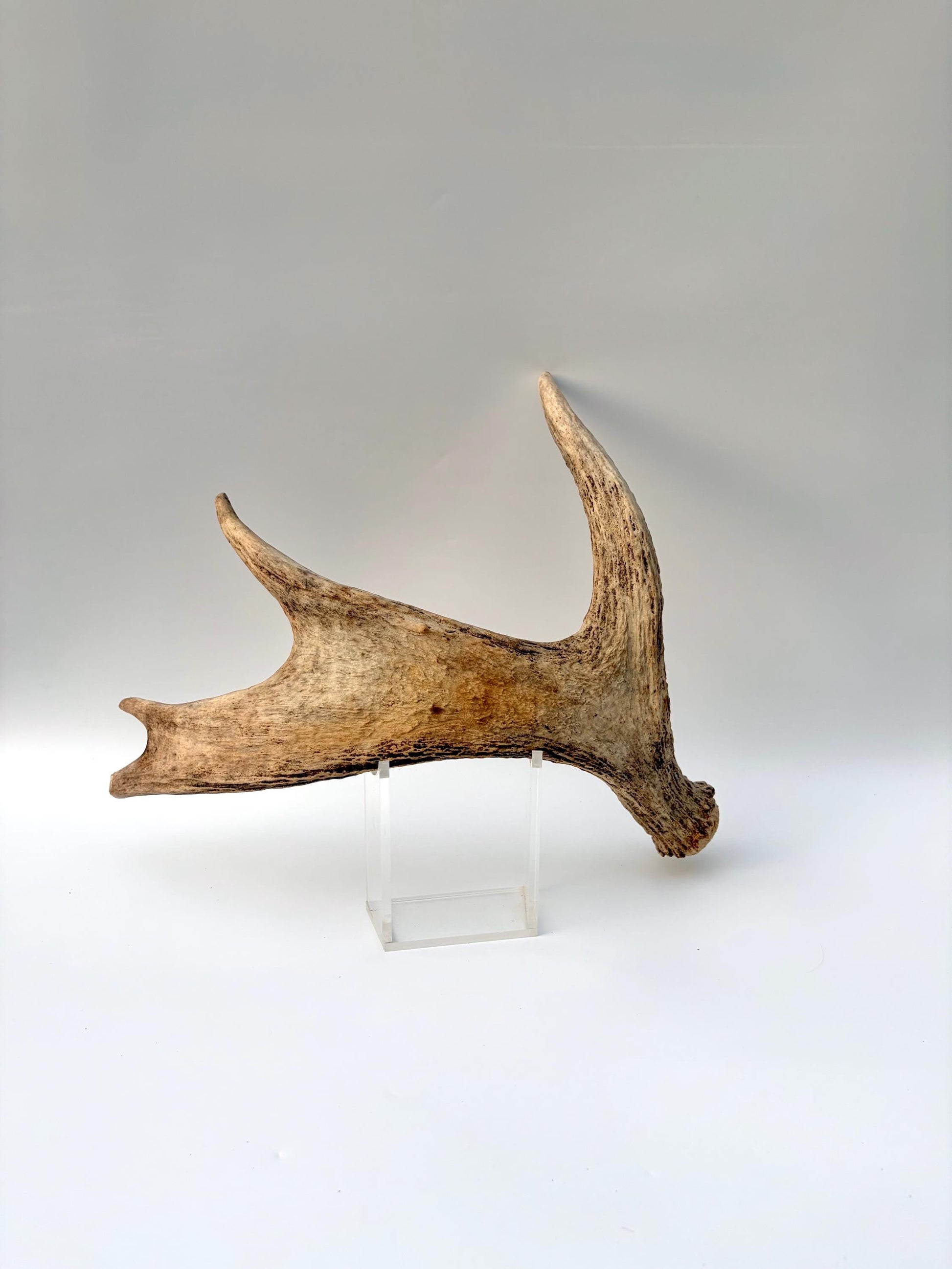 Moose Antler for Crafting, Decor, and more. Naturally shed, weathered antler for interior and exterior decor.