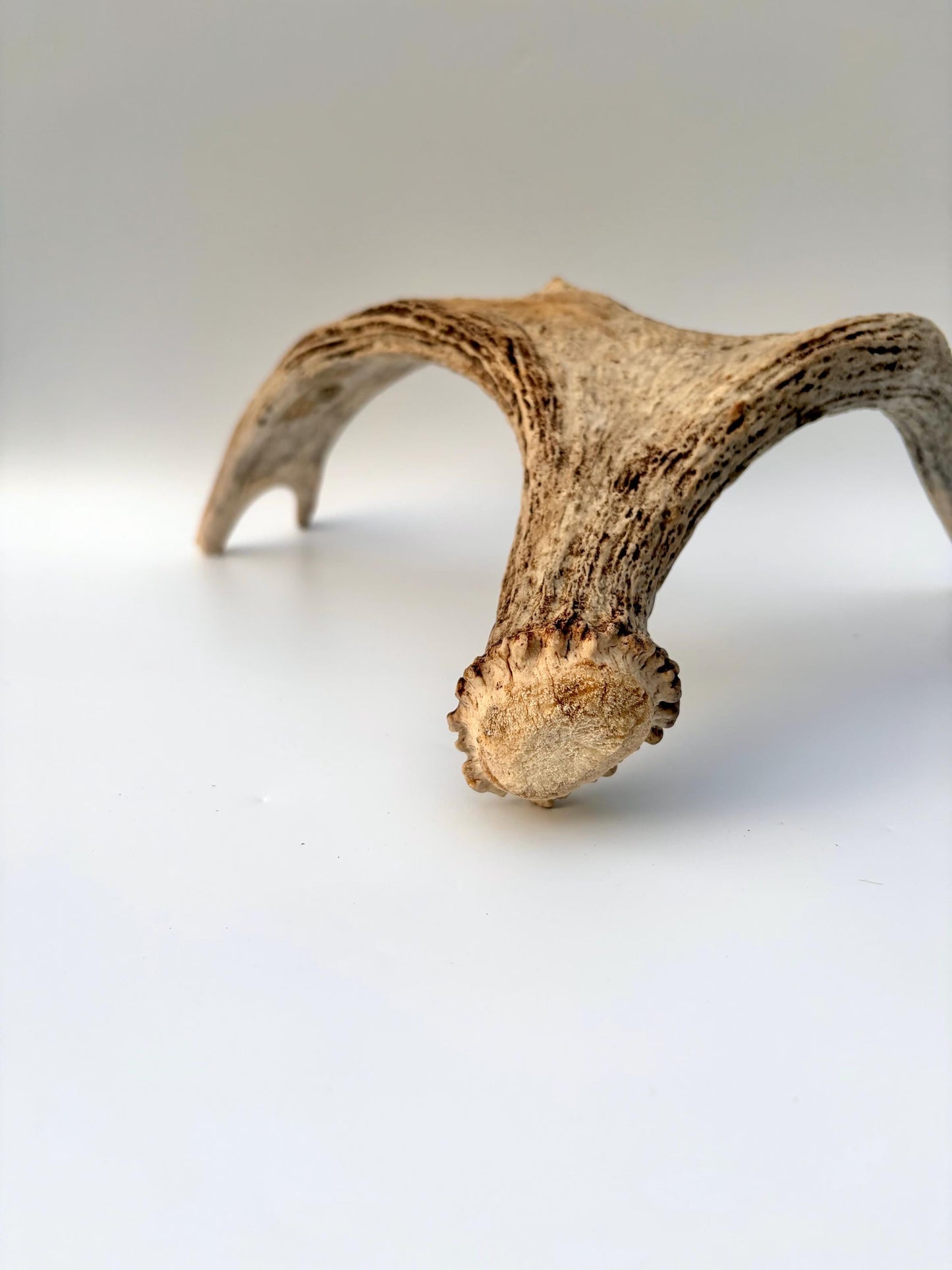 Moose Antler for Crafting, Decor, and more. Naturally shed, weathered antler for interior and exterior decor.