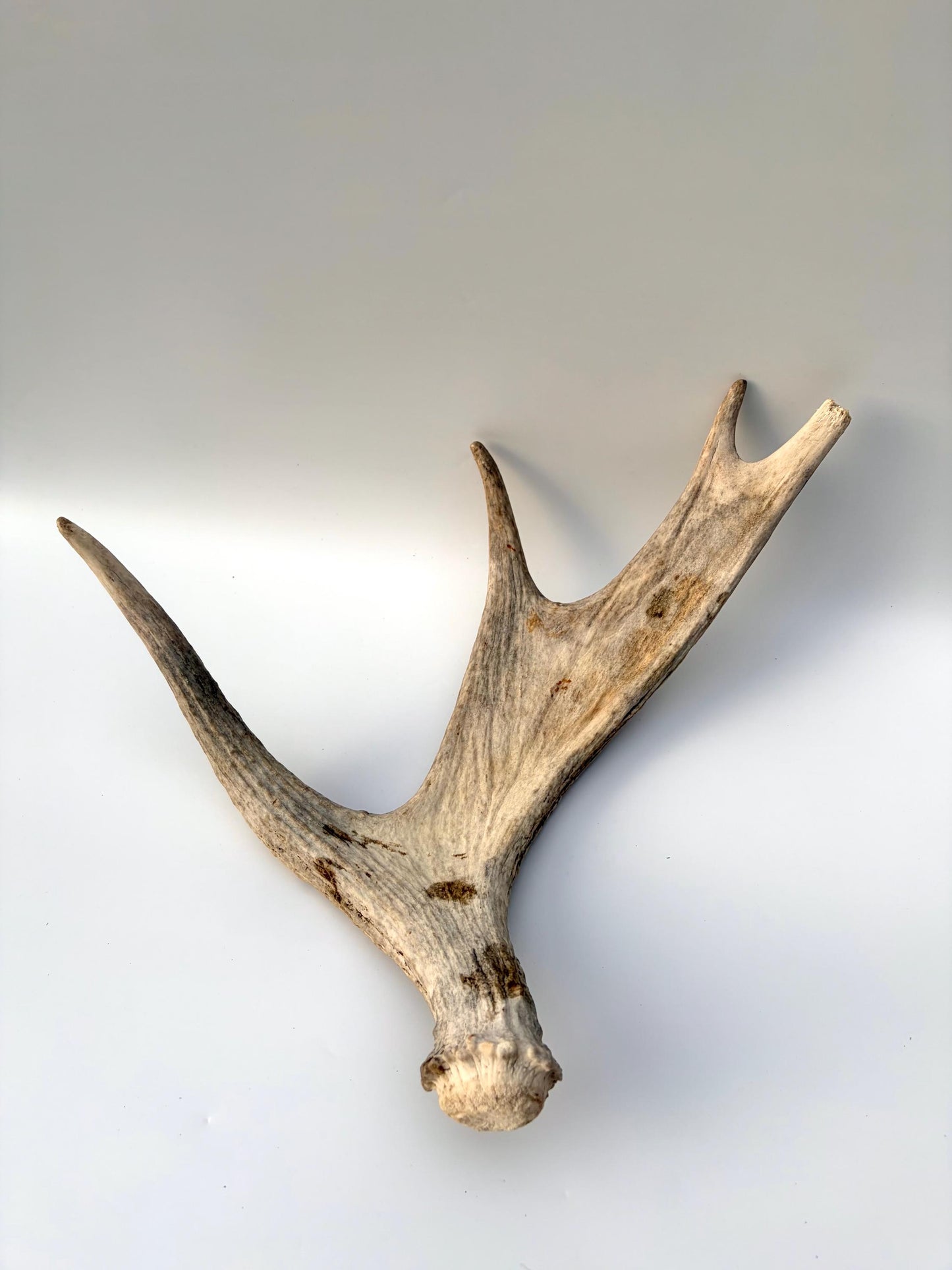 Moose Antler for Crafting, Decor, and more. Naturally shed, weathered antler for interior and exterior decor.