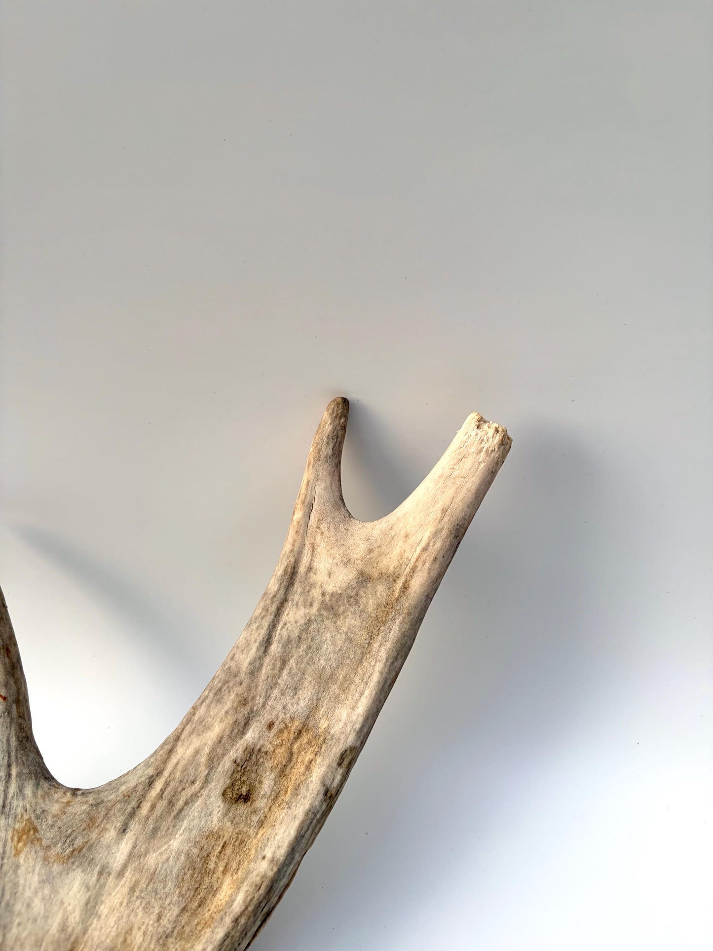 Moose Antler for Crafting, Decor, and more. Naturally shed, weathered antler for interior and exterior decor.