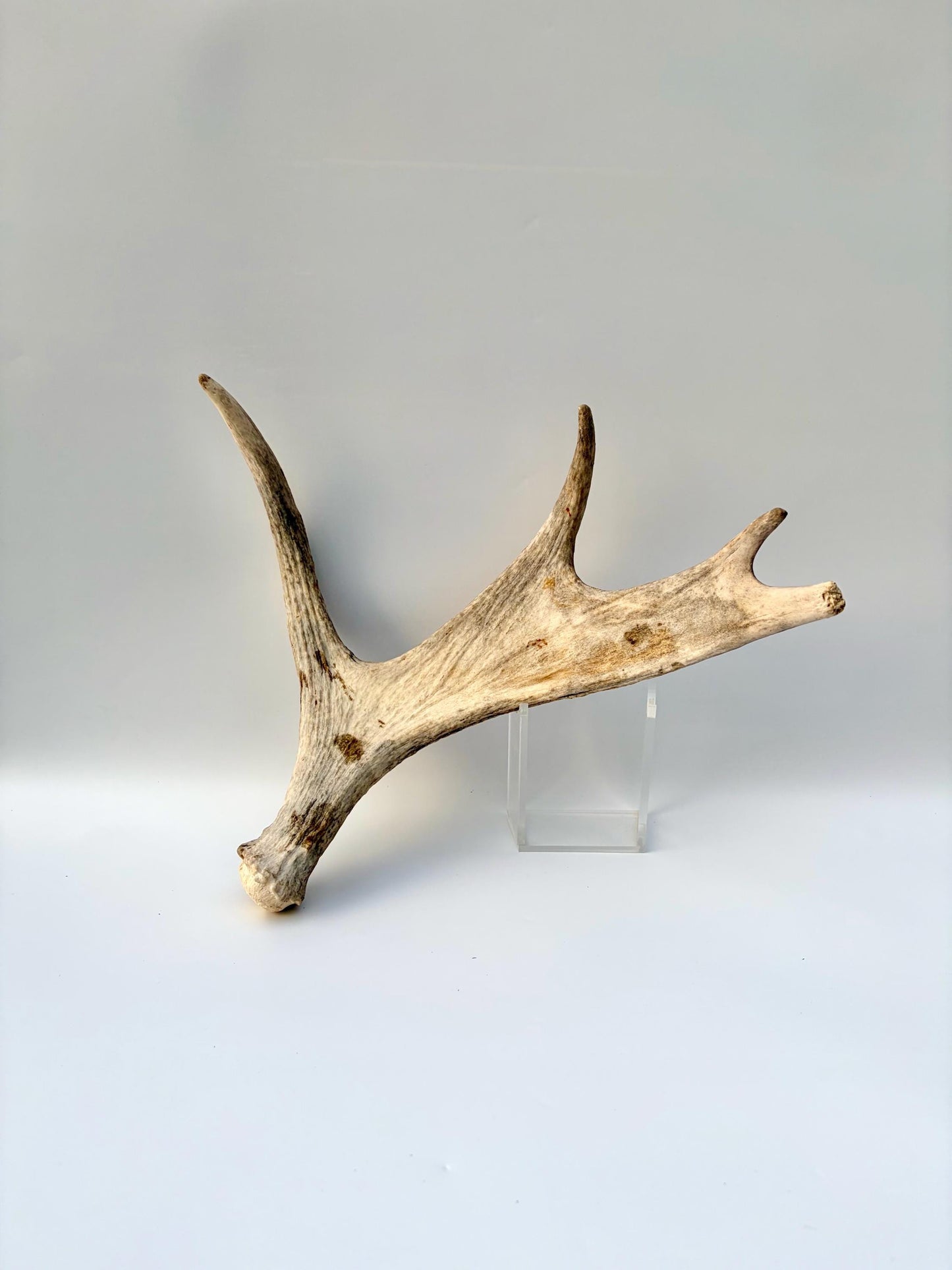 Moose Antler for Crafting, Decor, and more. Naturally shed, weathered antler for interior and exterior decor.