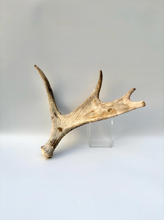 Moose Antler for Crafting, Decor, and more. Naturally shed, weathered antler for interior and exterior decor.