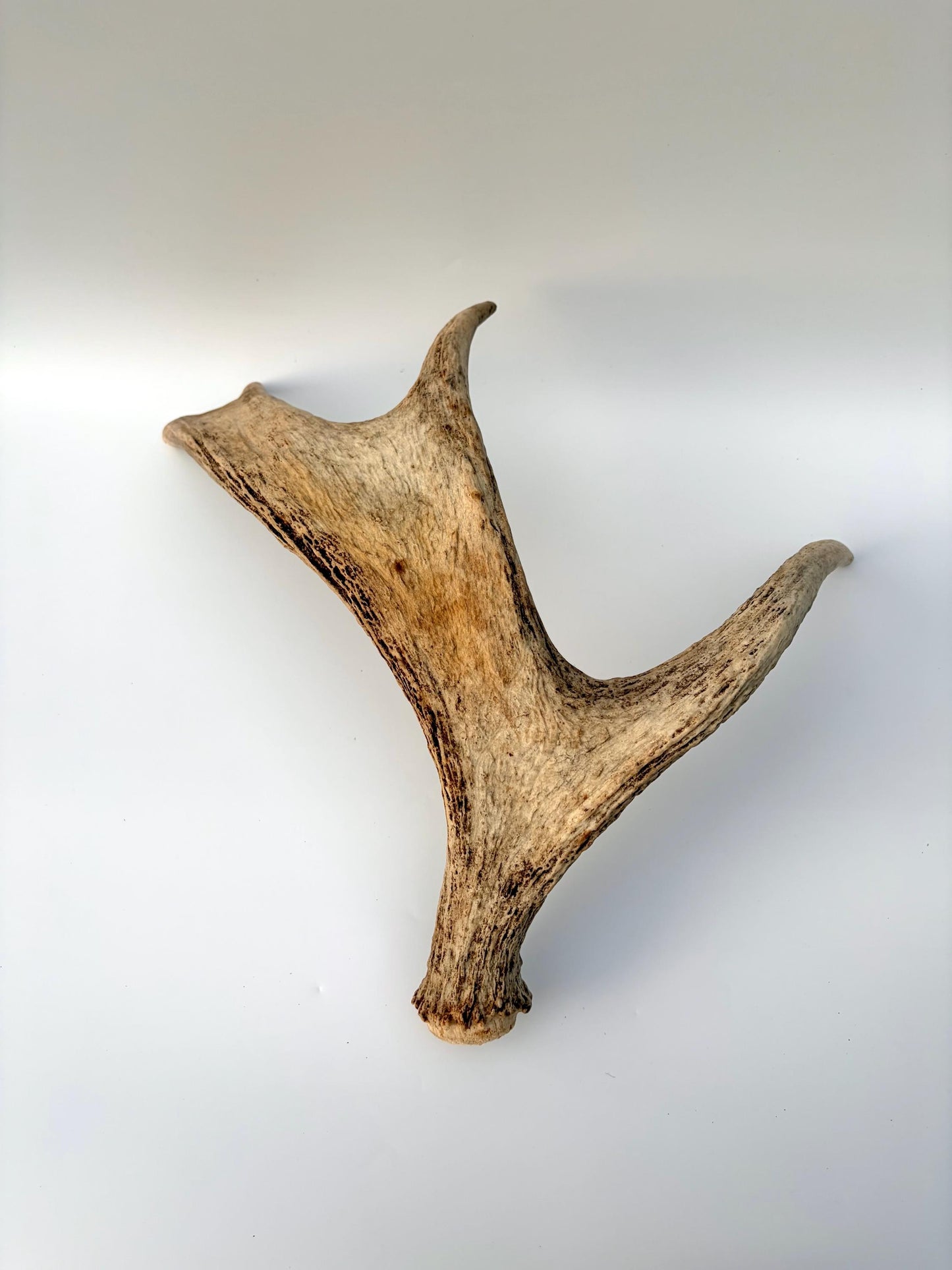 Moose Antler for Crafting, Decor, and more. Naturally shed, weathered antler for interior and exterior decor.