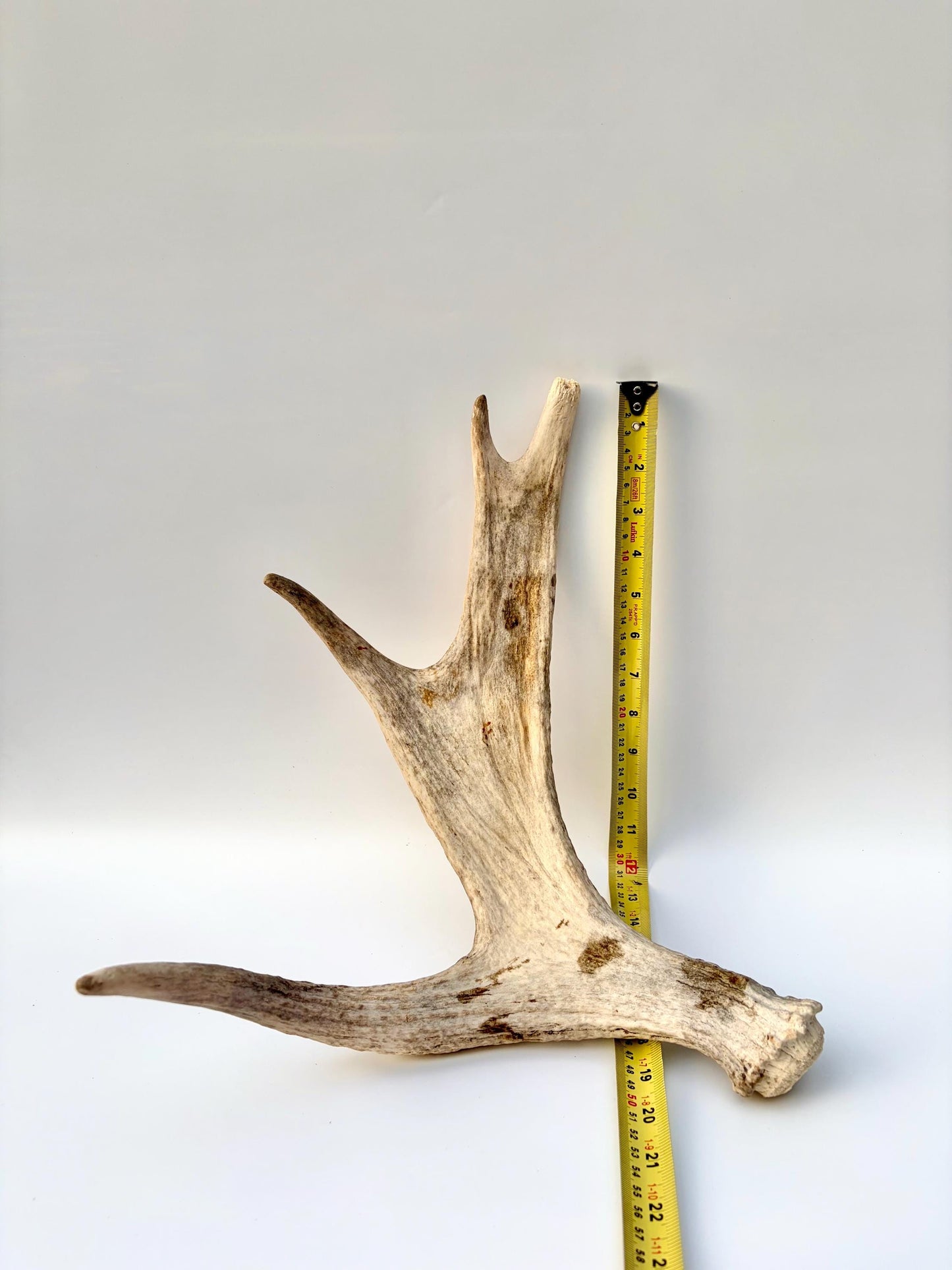 Moose Antler for Crafting, Decor, and more. Naturally shed, weathered antler for interior and exterior decor.