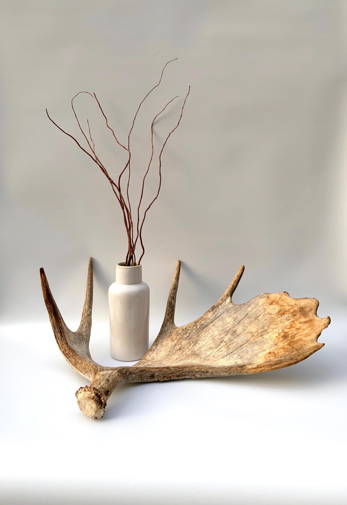 Moose Antler Set - Crafting, Decor and More