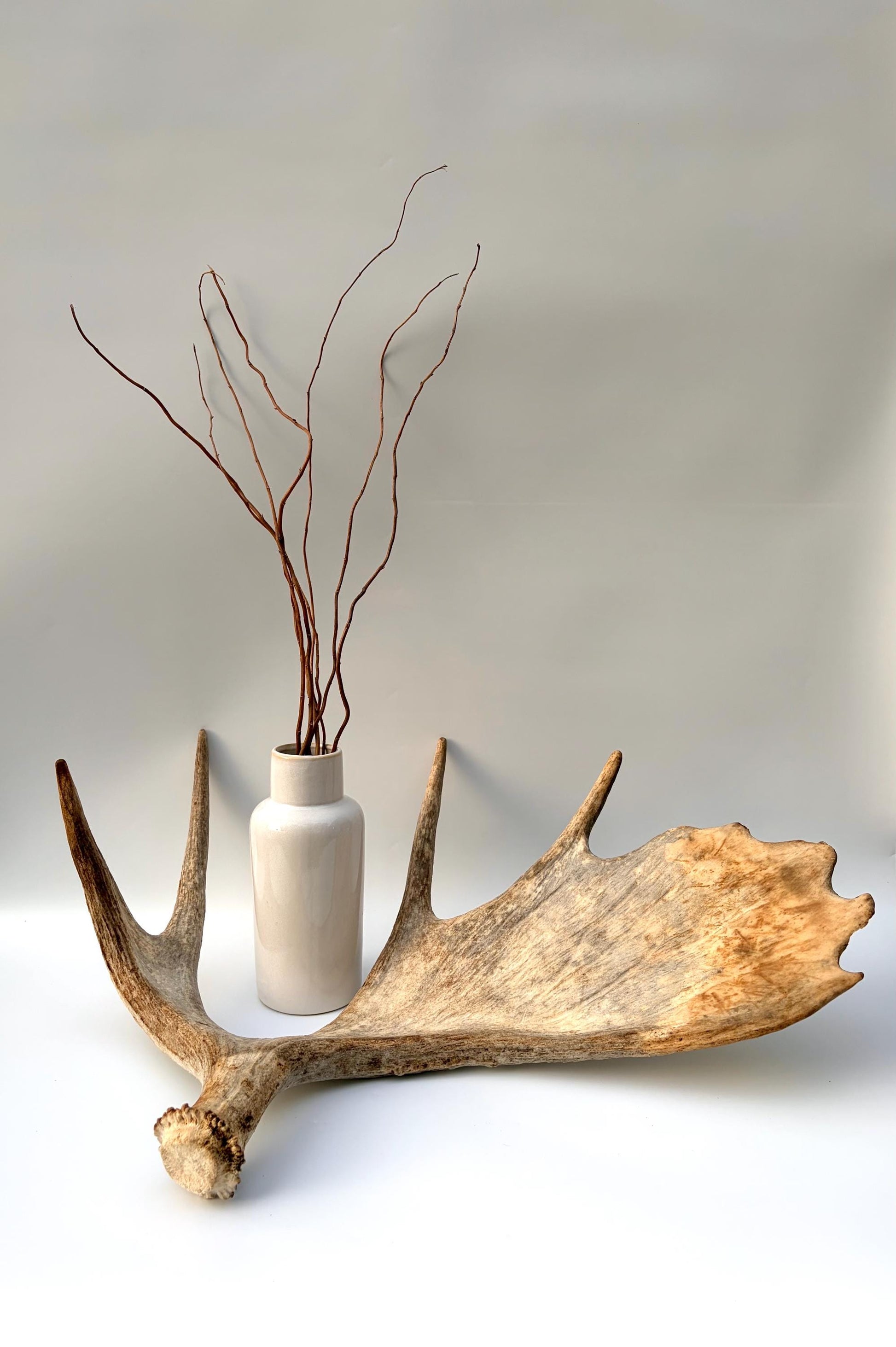Moose Antler Set - Crafting, Decor and More