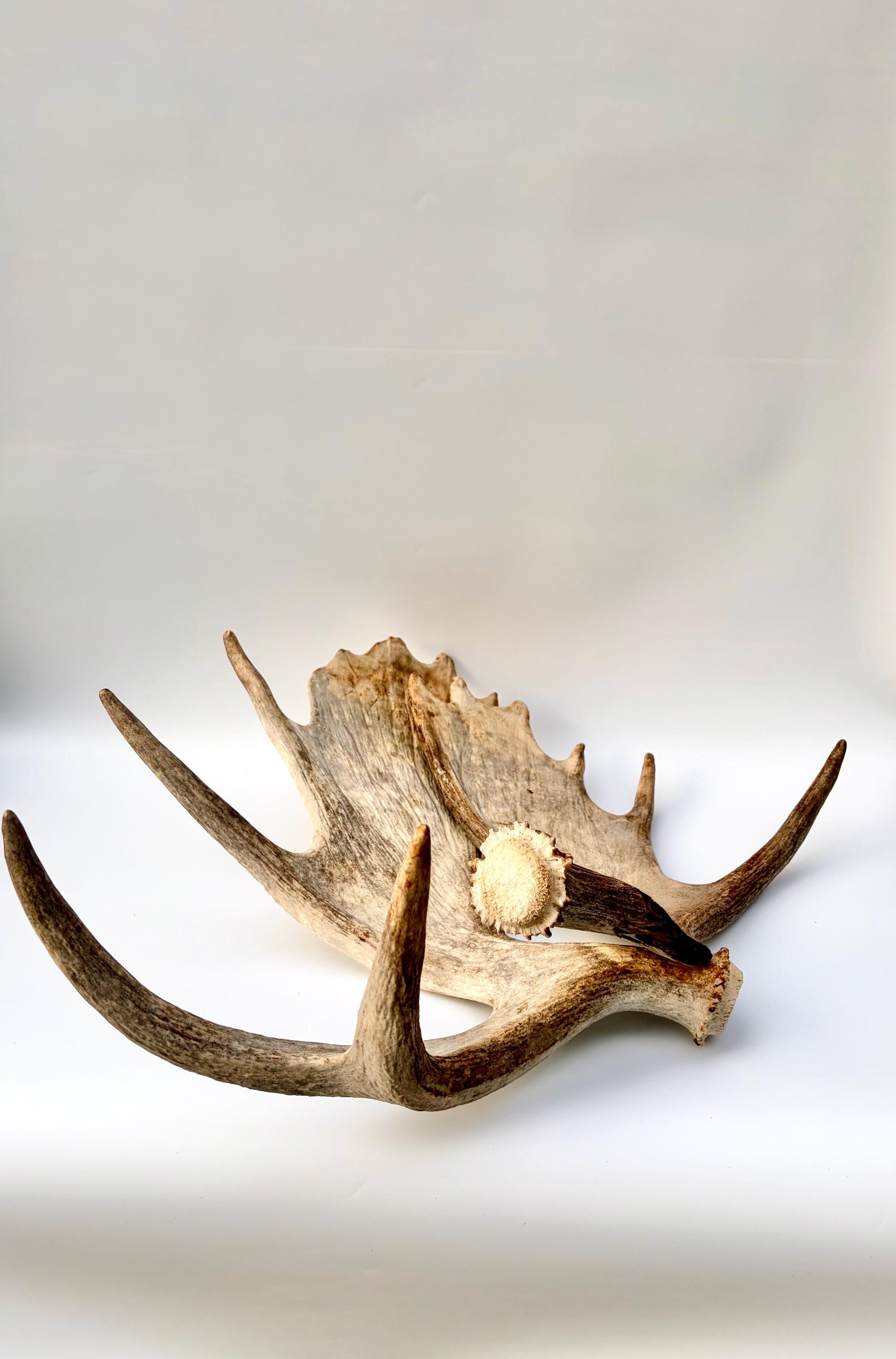 Moose Antler Set - Crafting, Decor and More