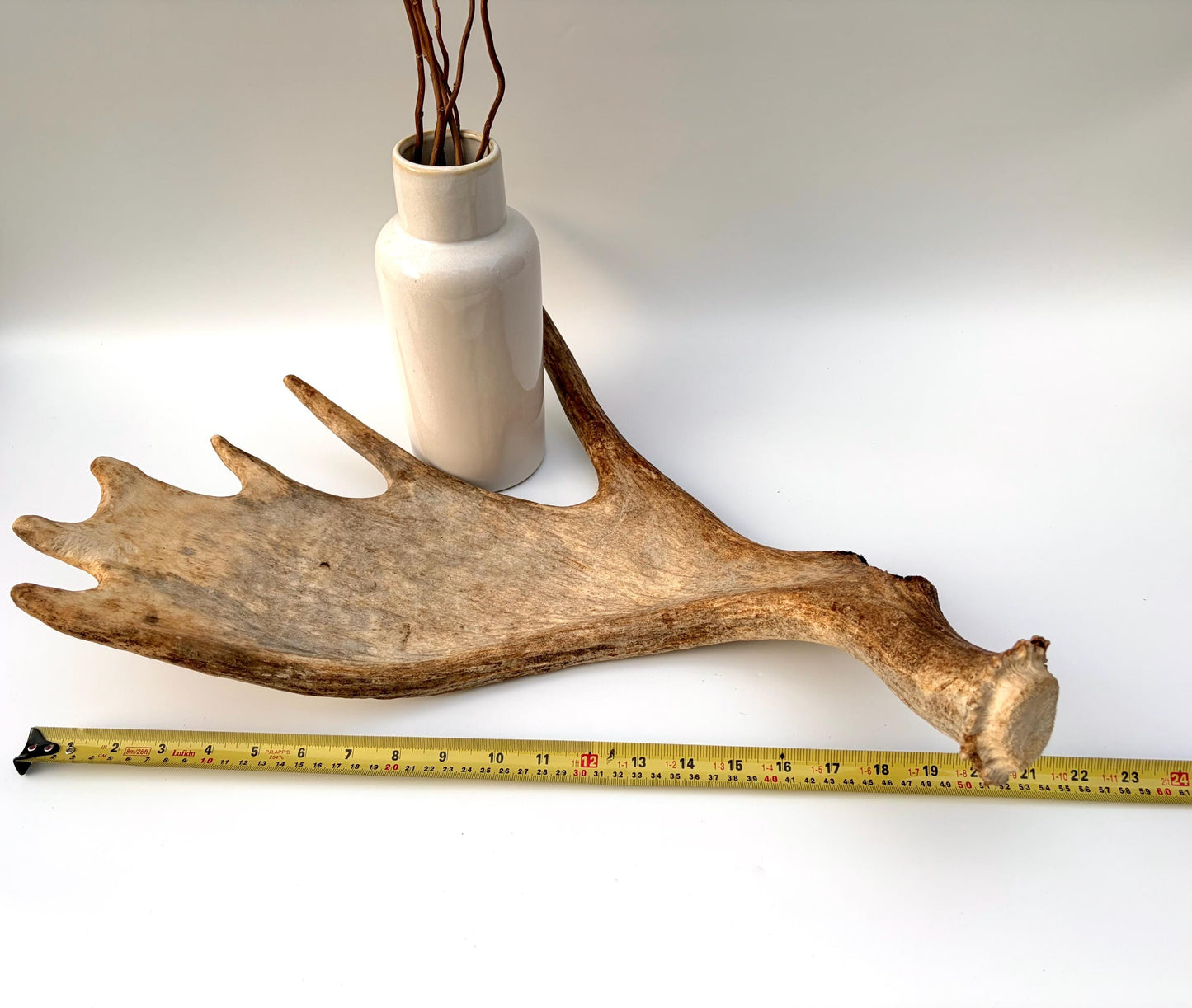 Moose Antler Set - Crafting, Decor and More