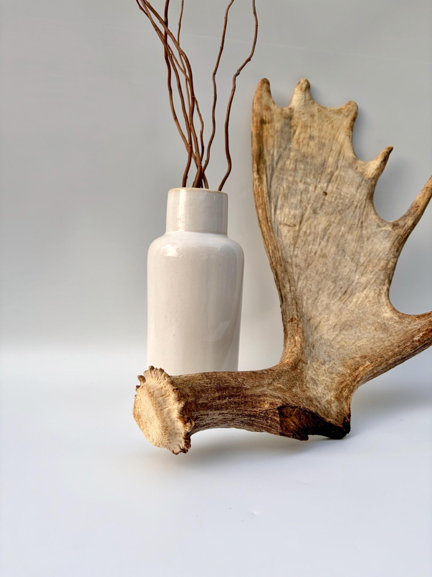 Moose Antler Set - Crafting, Decor and More