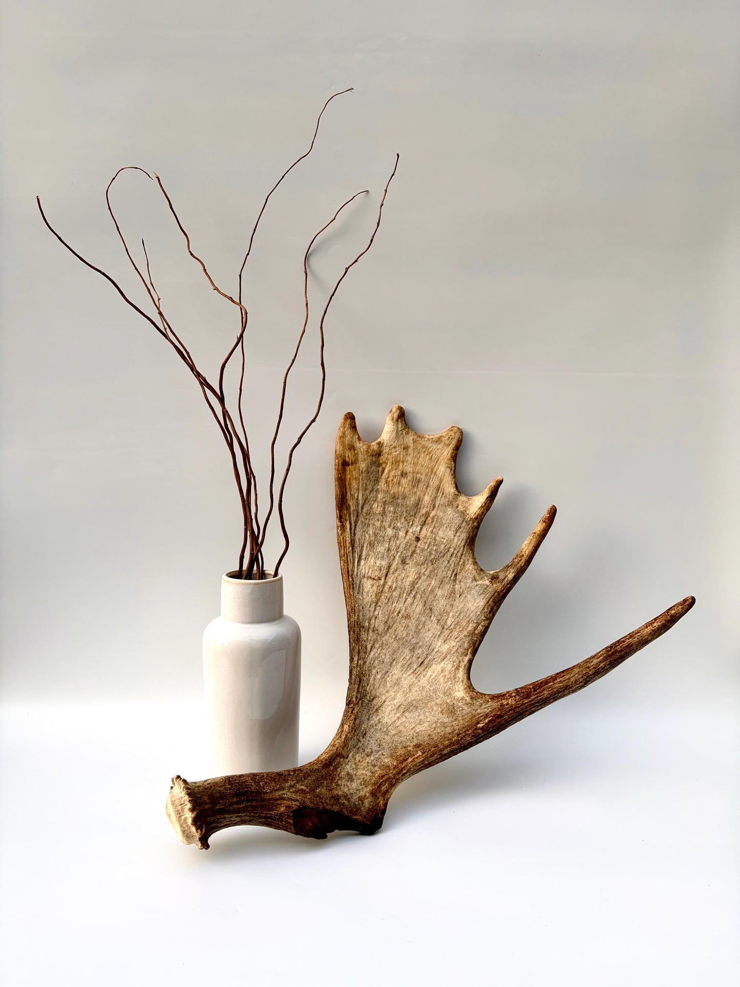 Moose Antler Set - Crafting, Decor and More