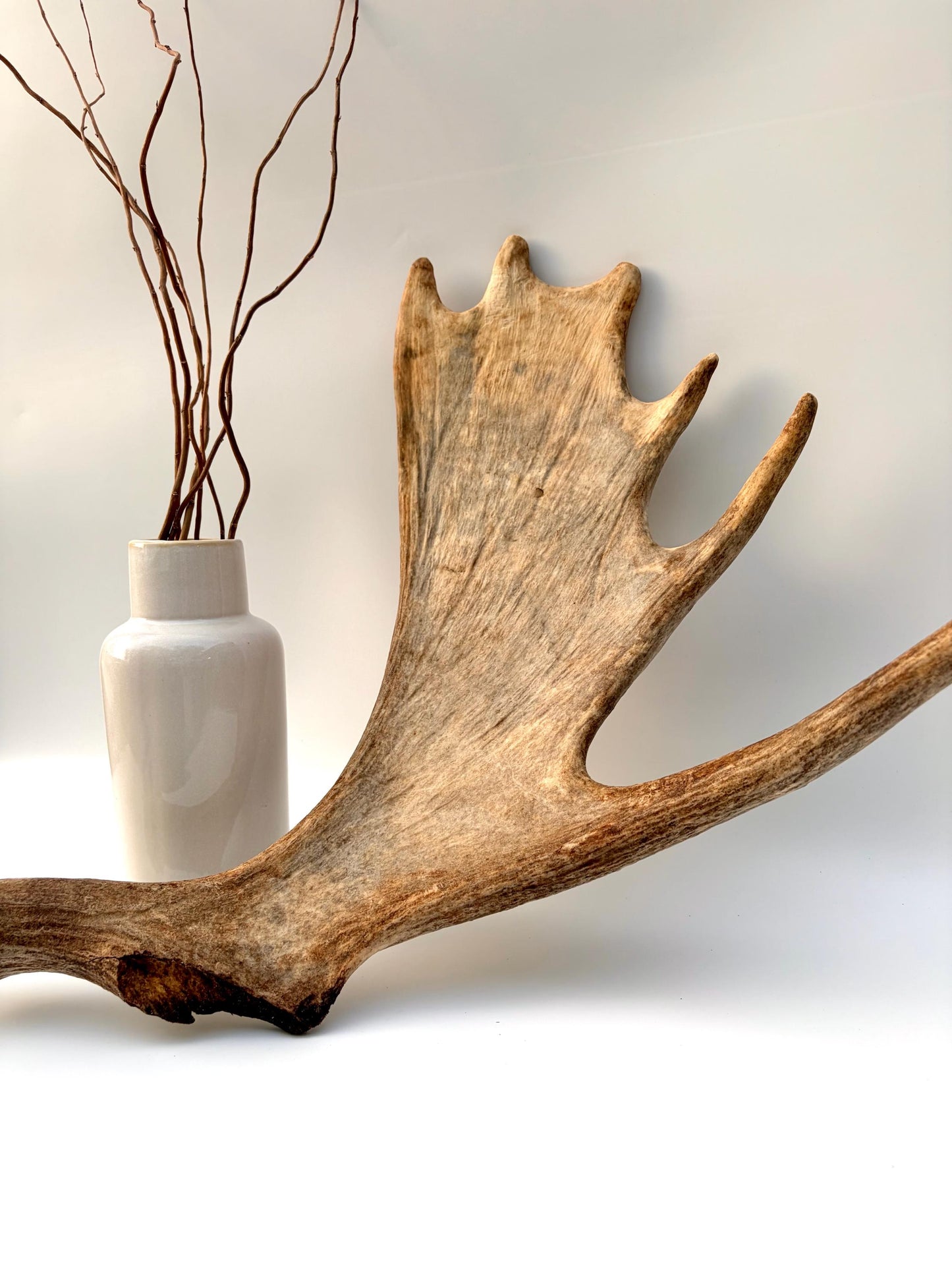 Moose Antler Set - Crafting, Decor and More