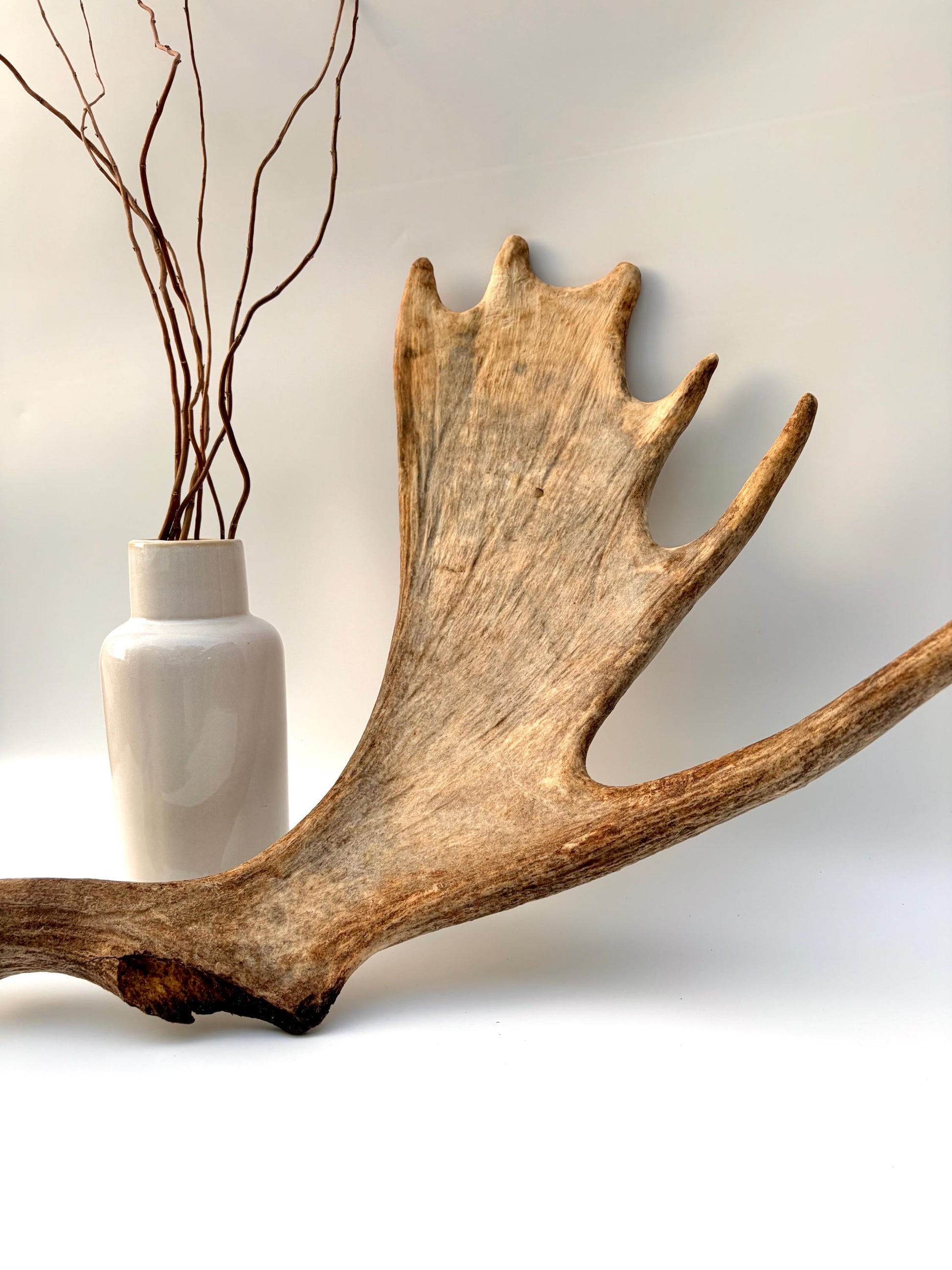 Moose Antler Set - Crafting, Decor and More