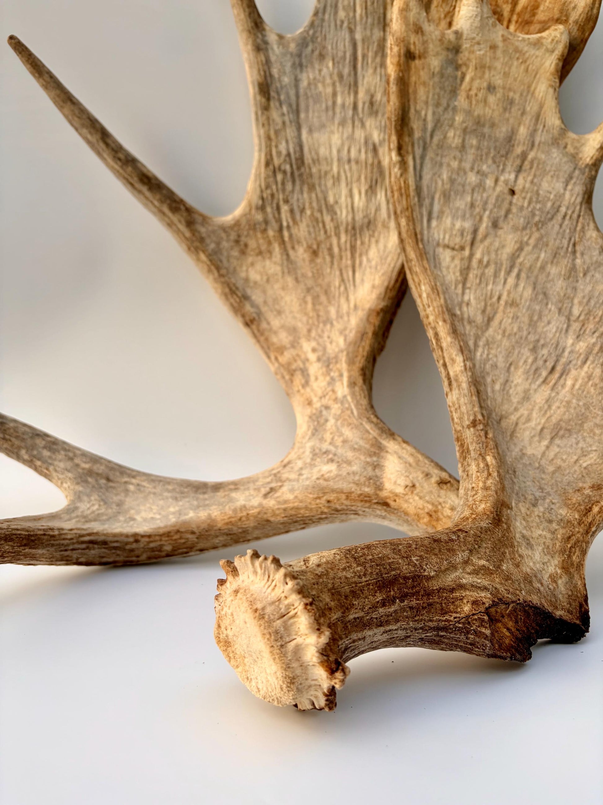 Moose Antler Set - Crafting, Decor and More