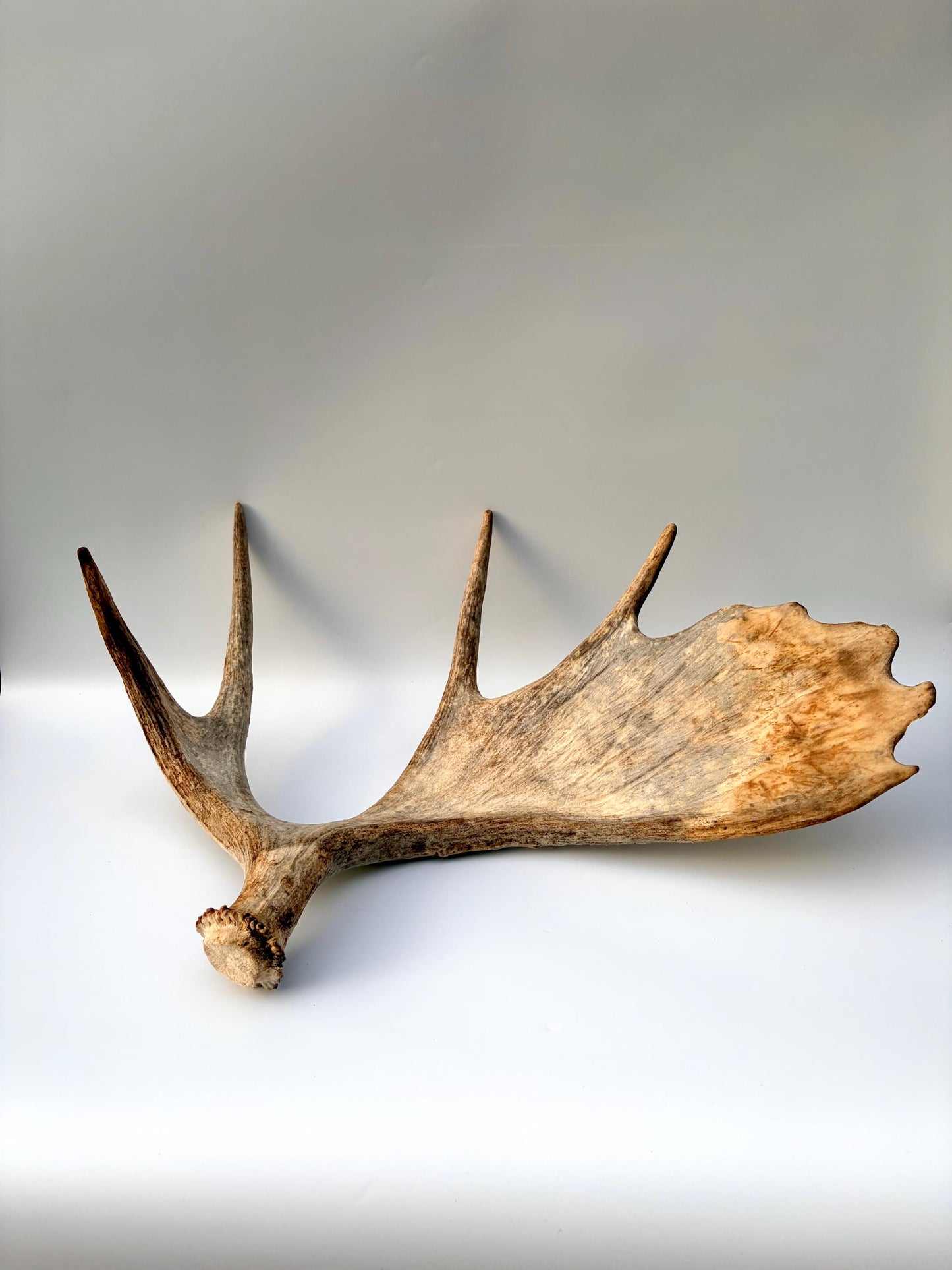 Moose Antler Set - Crafting, Decor and More