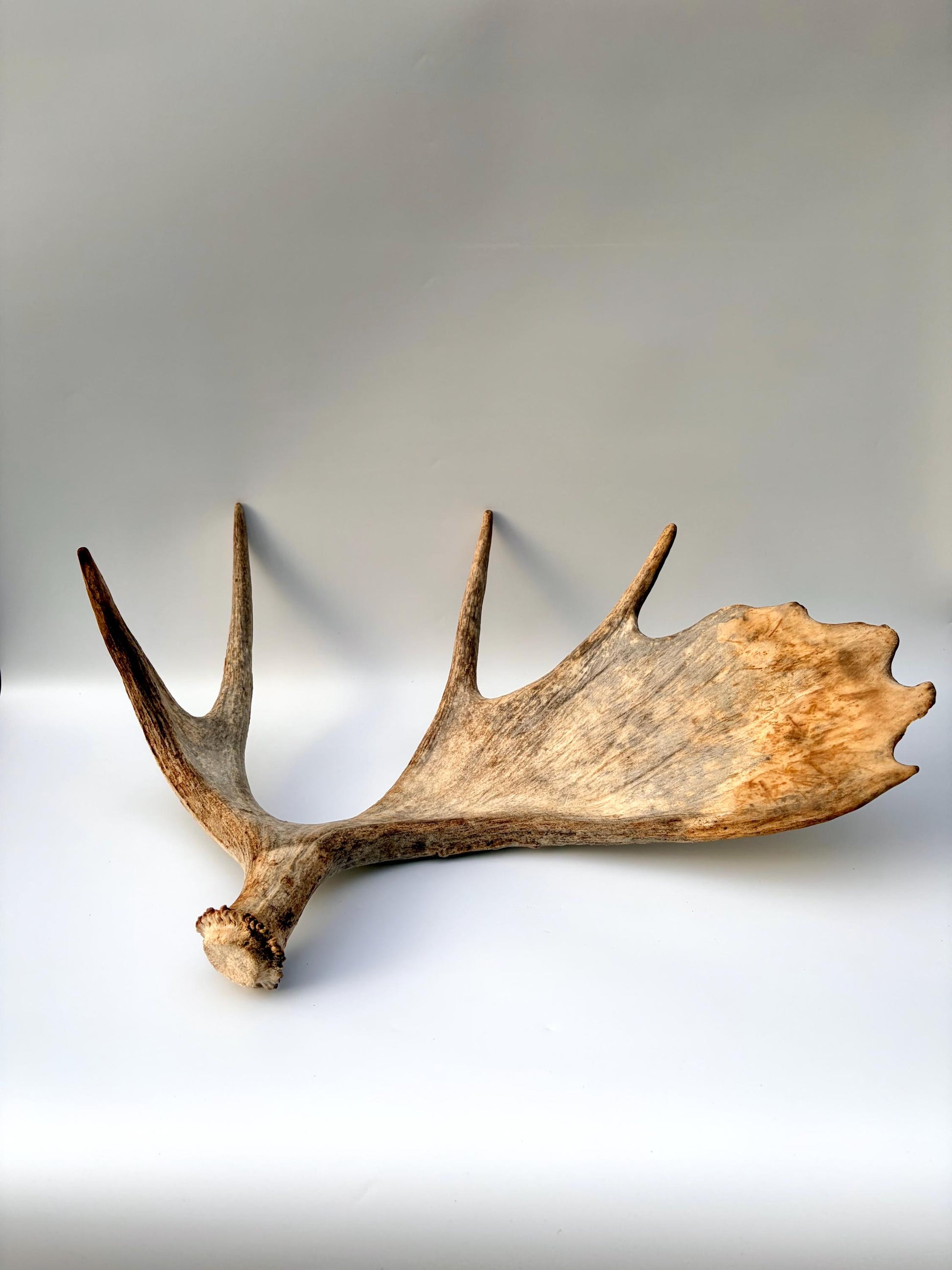 Moose Antler Set - Crafting, Decor and More